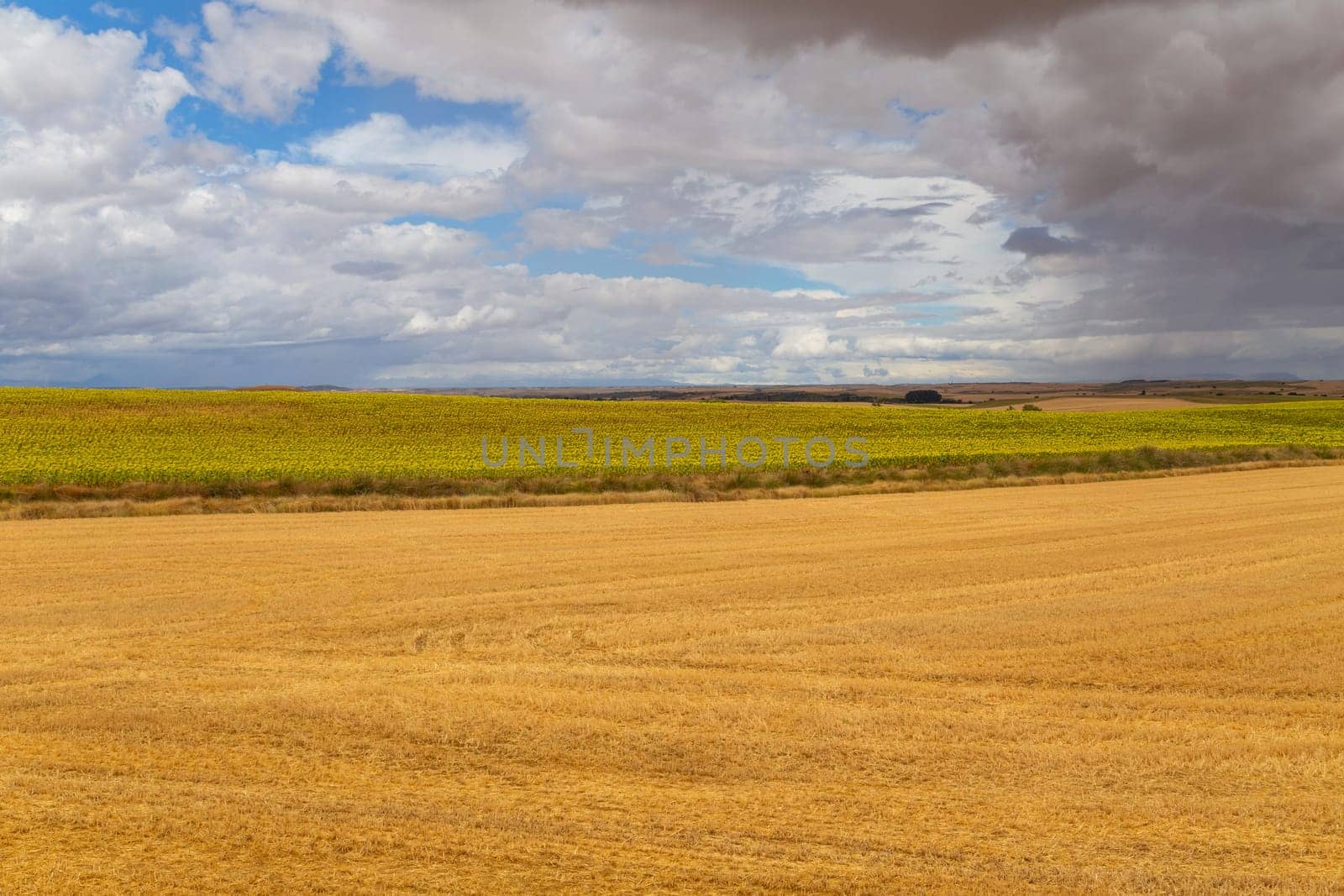 view of a crop field in the north of Spain