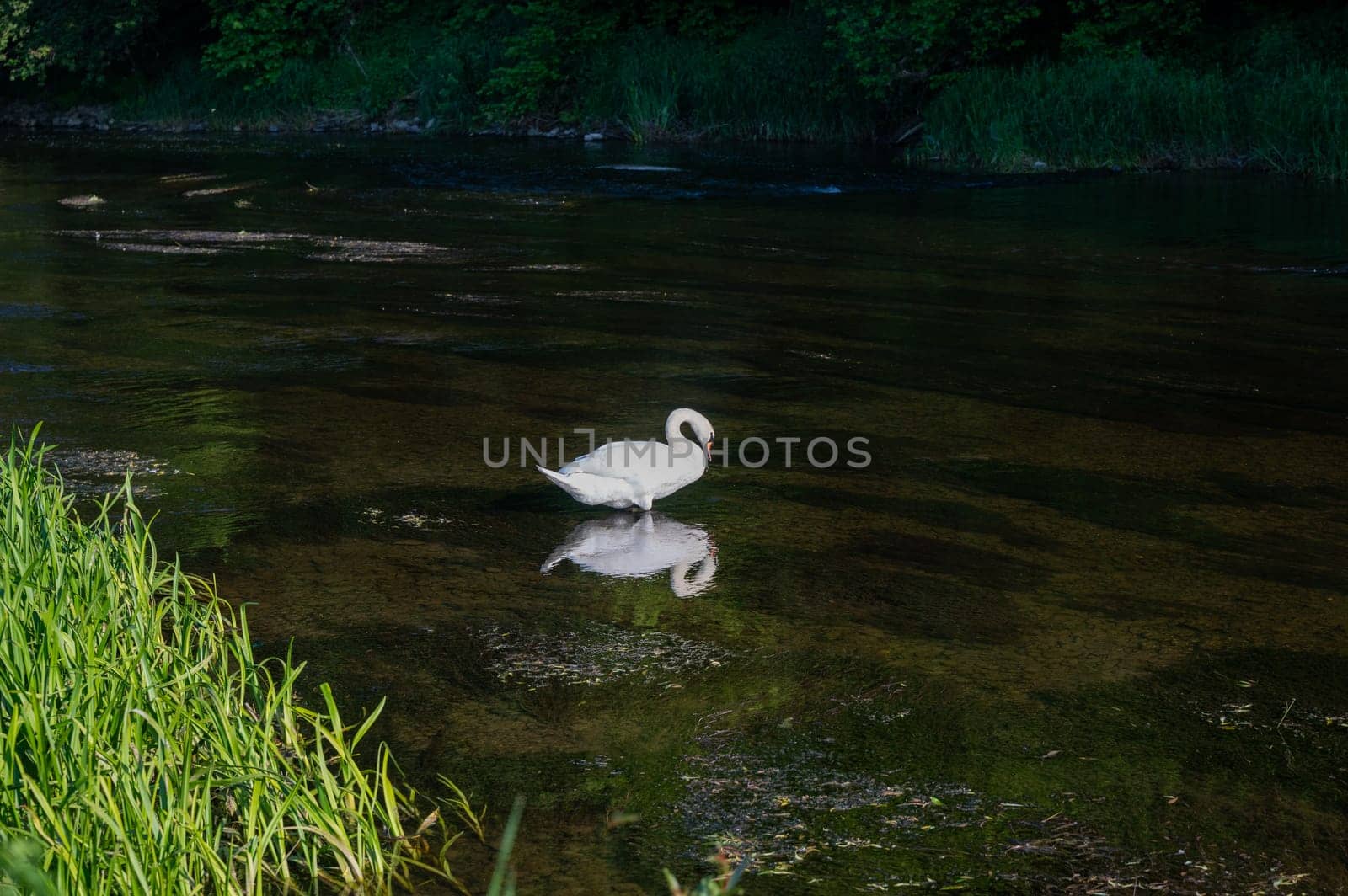 A white swan (Cygnus) stands in the shallow water of a small river in green nature