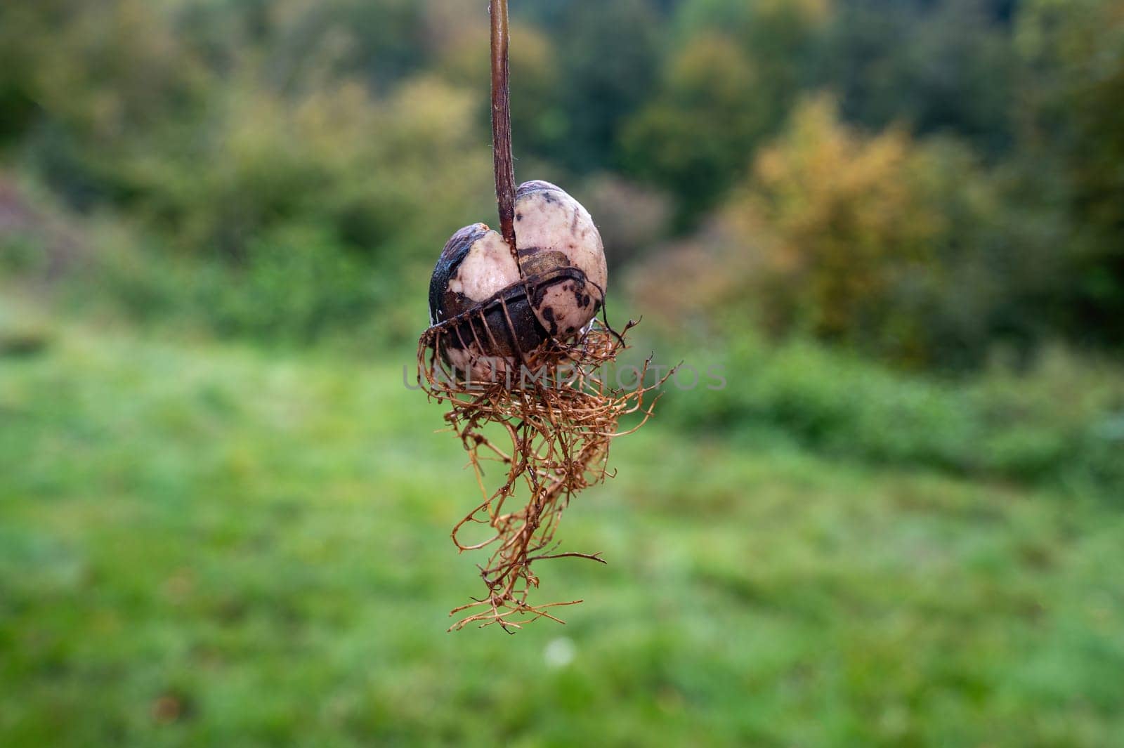 Avocado (Persea americana) core with roots against a green background