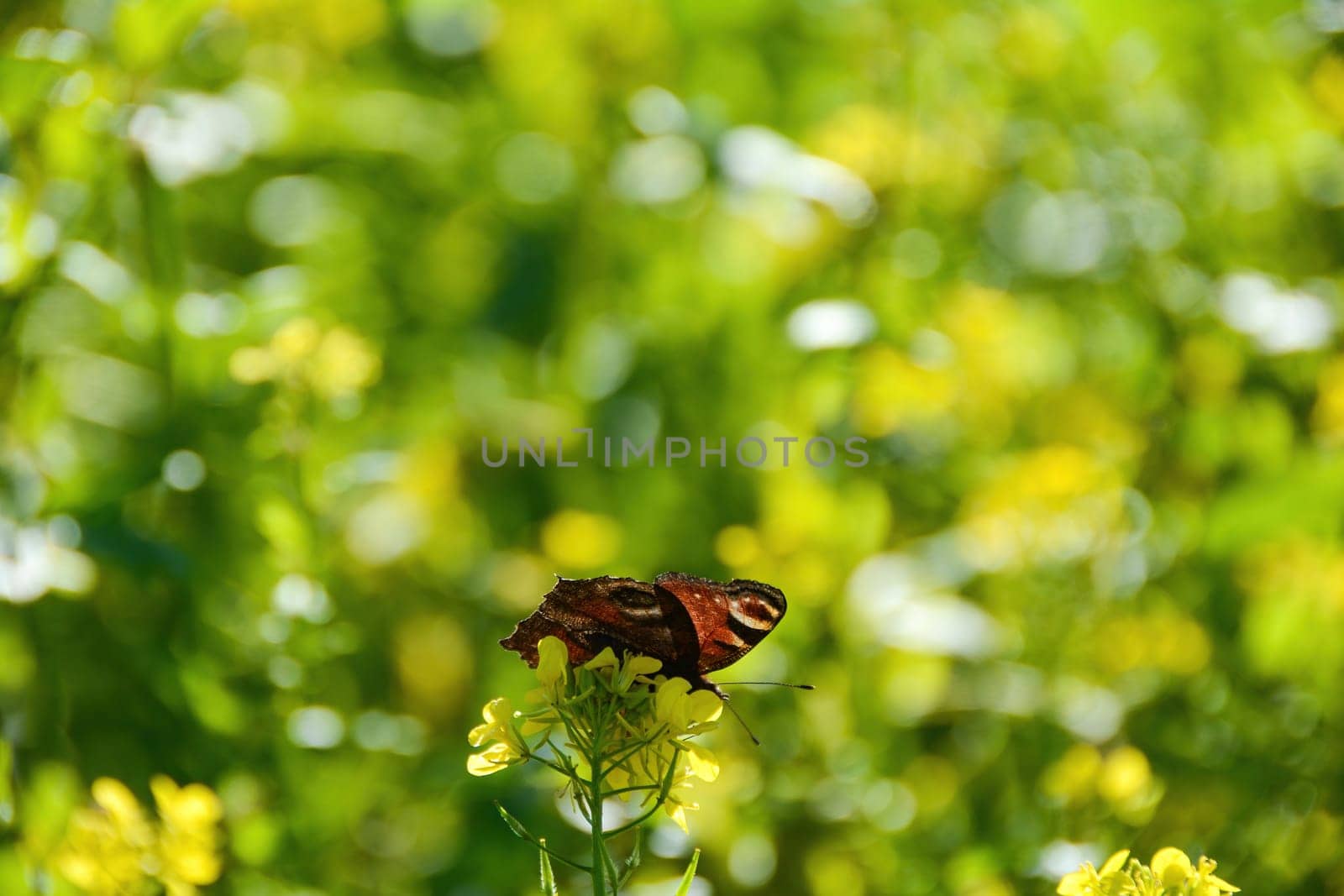 Underside of a European peacock ( Aglais io ) butterfly on yellow mustard flower