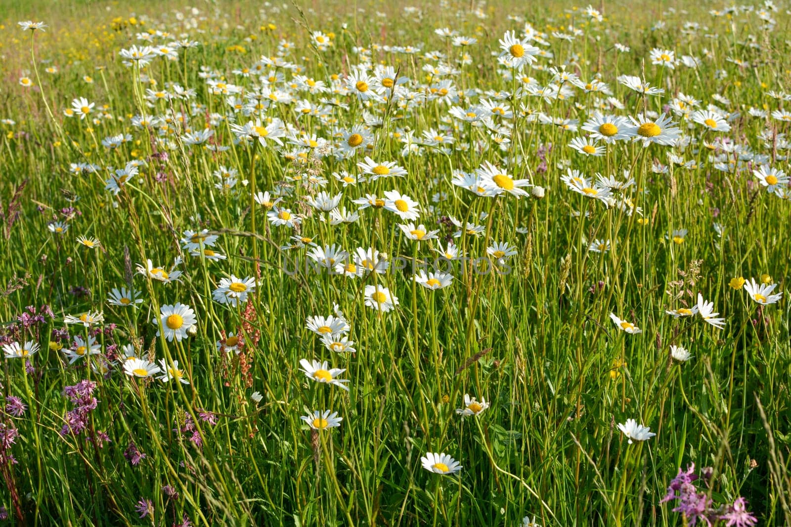 Many Marguerite on a meadow in green nature