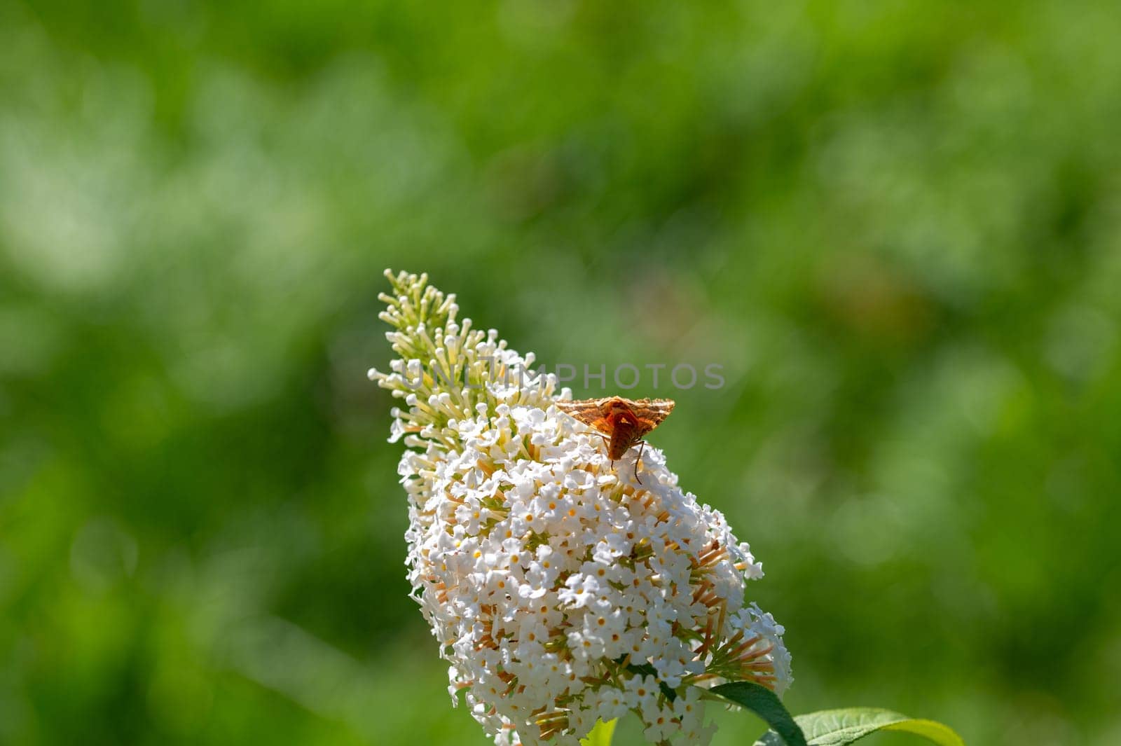 Bottom of Butterfly "Russian Bear"" ( Euplagia quadripunctaria ) on white buddleia in green nature"