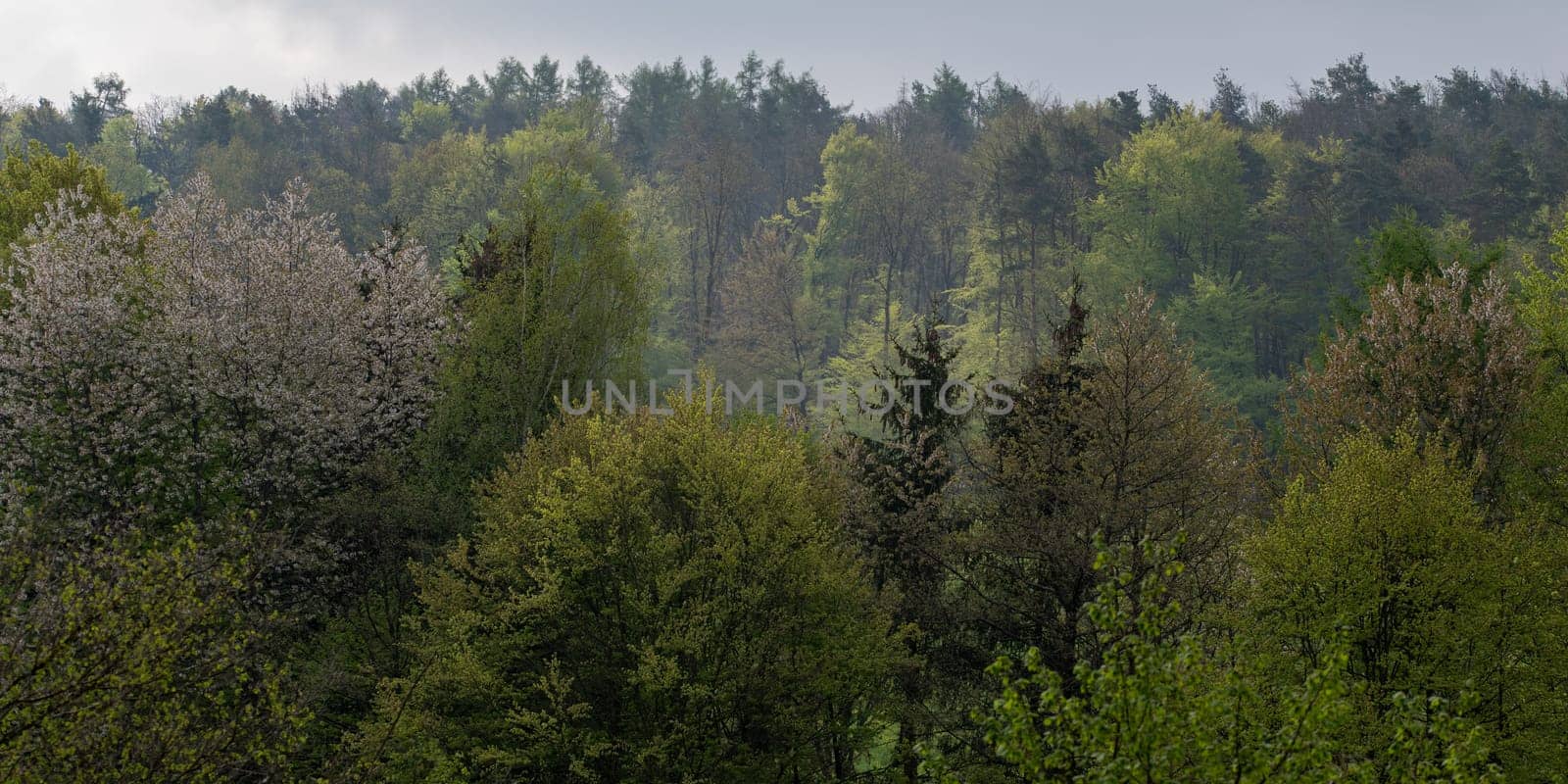 Different trees in a forest