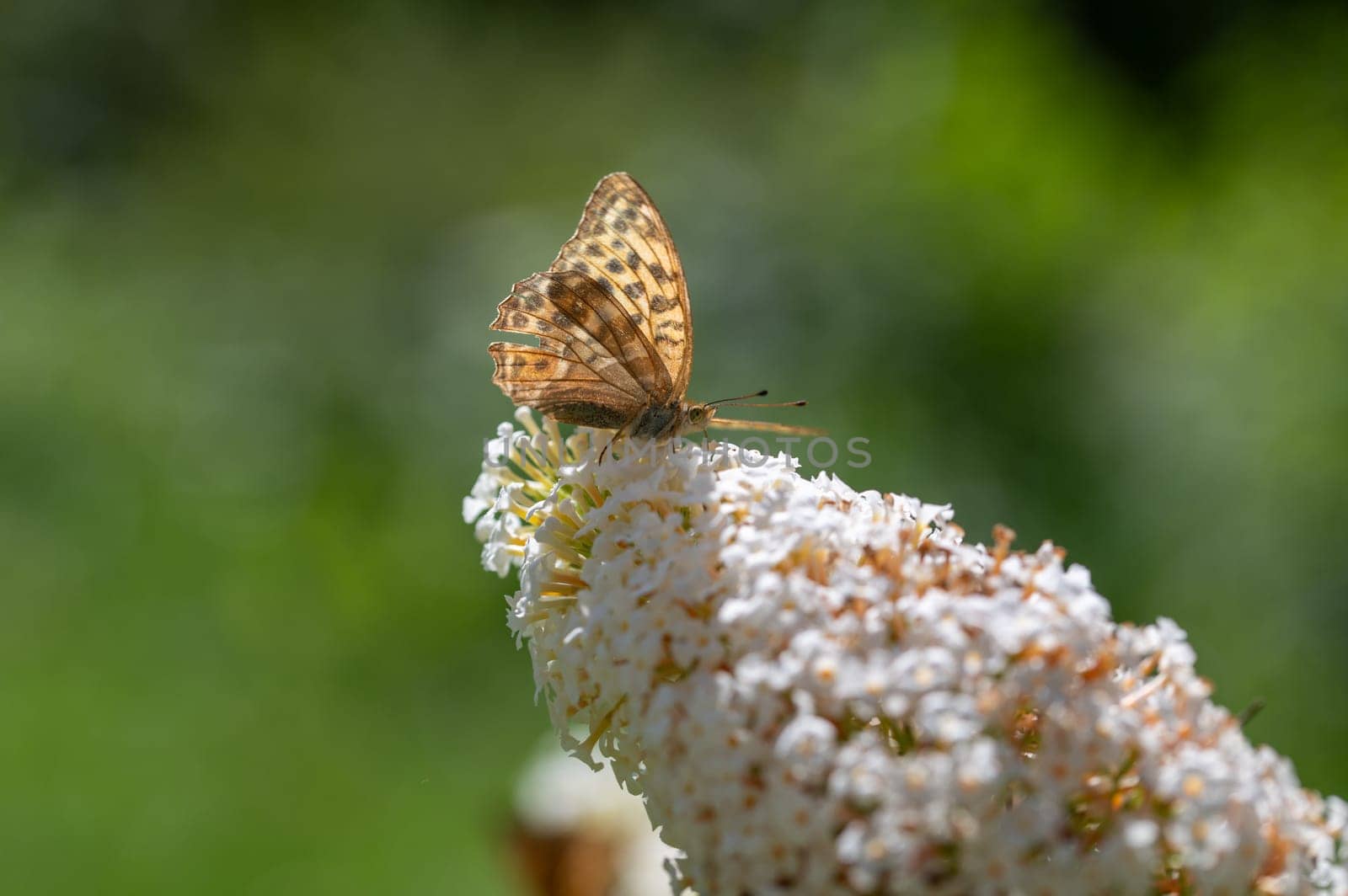 Butterfly "Emperor Mantle"" (Argynnis paphia) on white buddleia in green nature"