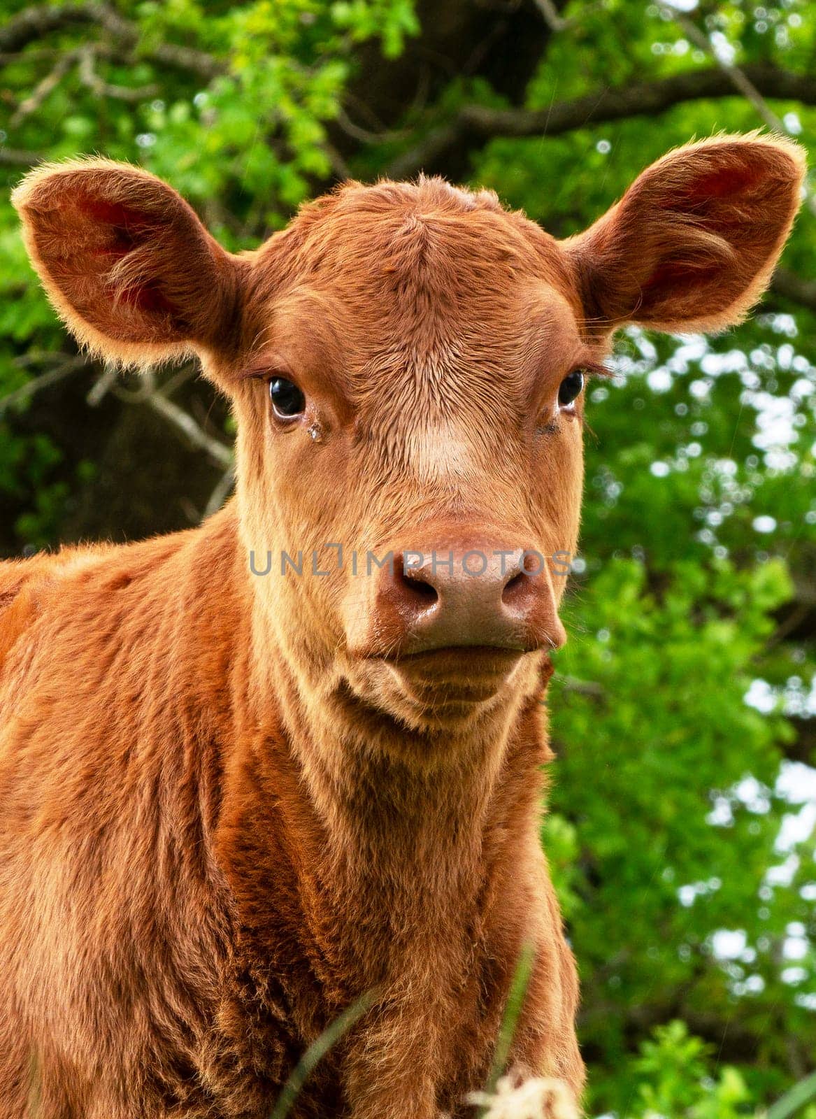 a young brown calf in the meadow