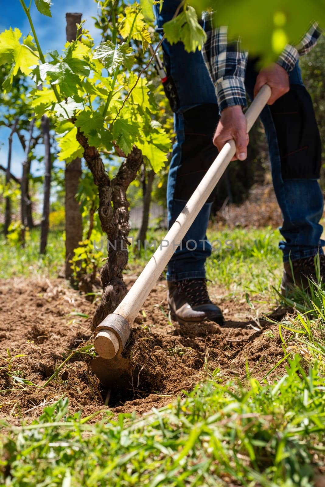 Farmer with hoe works the land in the vineyard. Agricultural industry, winery.
