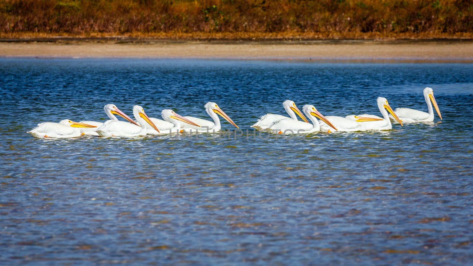 A group of pelicans by the beach in Fort DeSoto County Park in St. Petersburg, Florida.