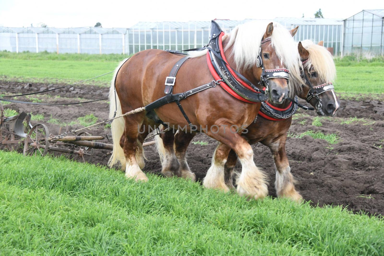 Rhenish-German coldblood is a strong,broadly built draft and work horse from North Rhine-Westphalia. It is threatened with extinction. The horse gently pulls a spring-toothed harrow in the field.