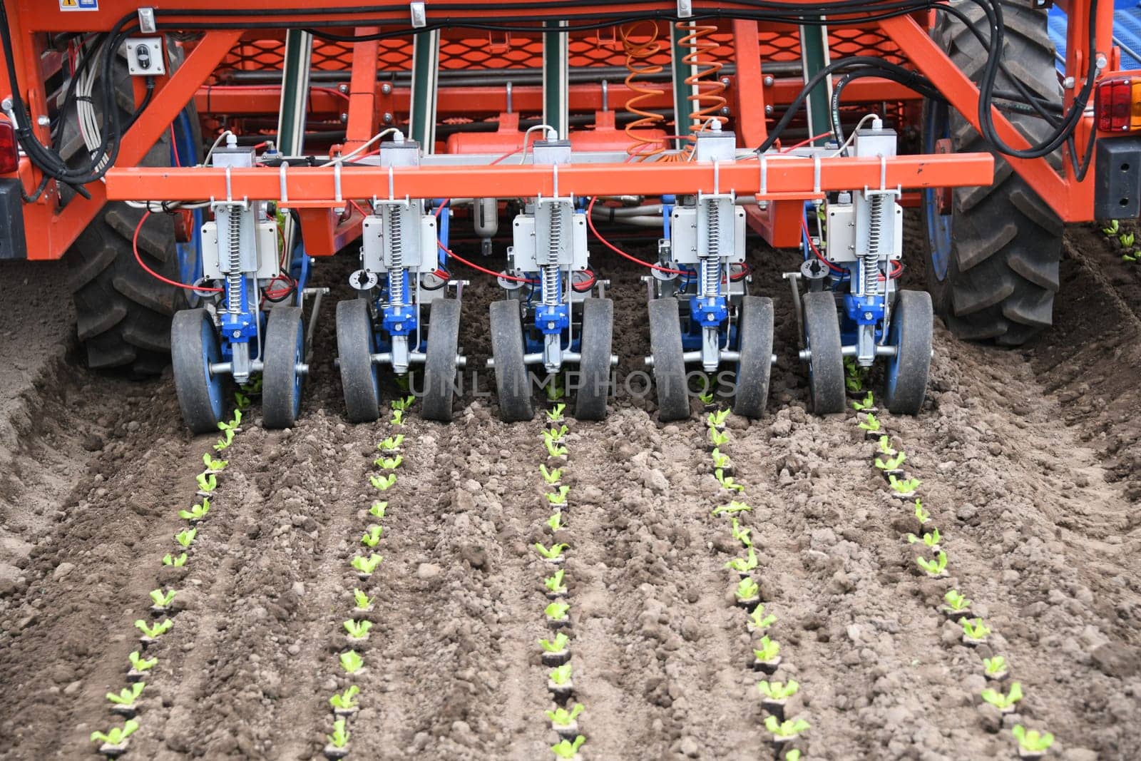 Planting machine ribbon planting machine plant plants young plants sowing seeds machine field arable farming organic organic farmer salad zyer planting distance. 3000 plants can be planted per hour