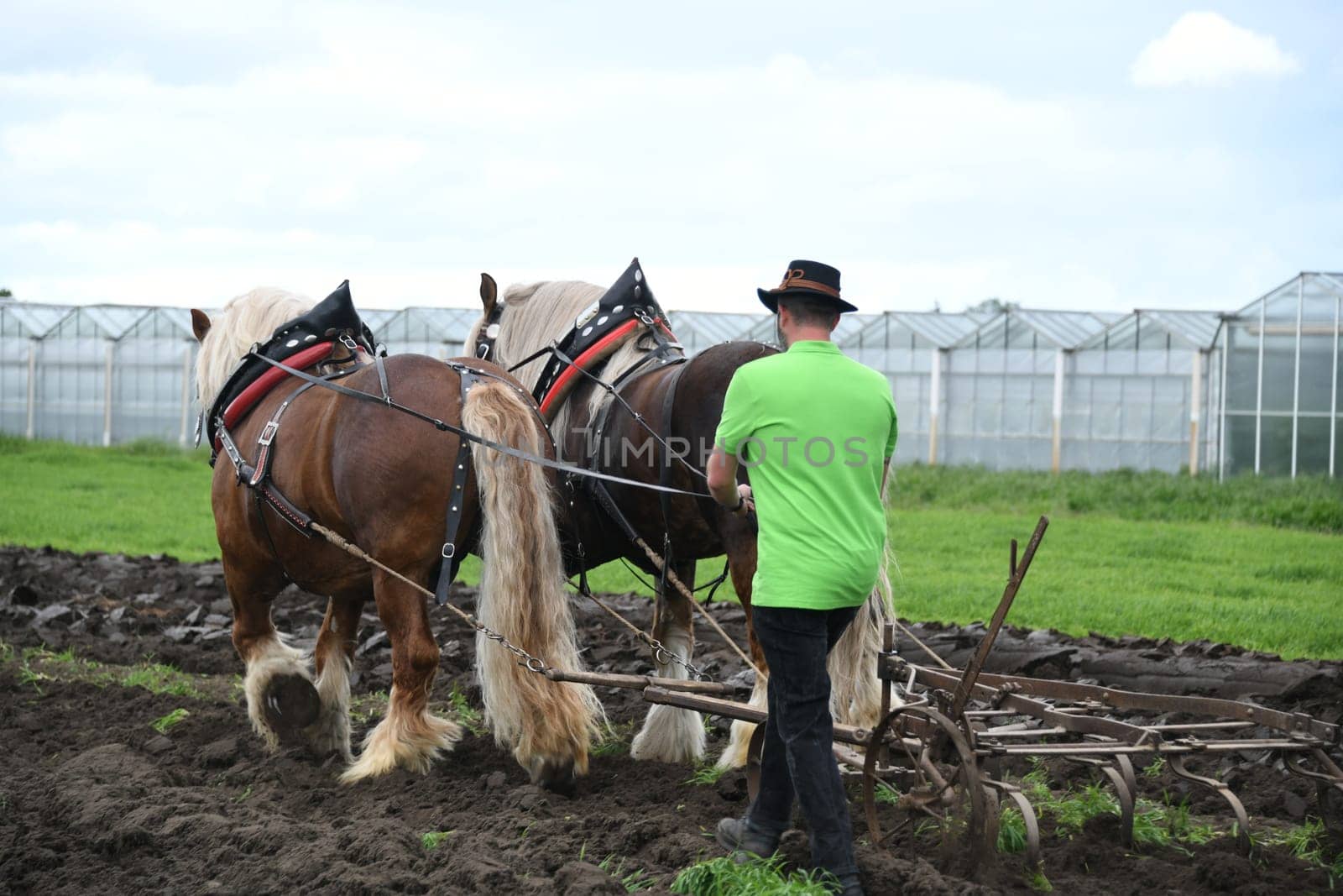 Rhenish-German coldblood is a strong,broadly built draft and work horse from North Rhine-Westphalia. It is now threatened with extinction. The horse gently pulls a spring-toothed harrow on the field