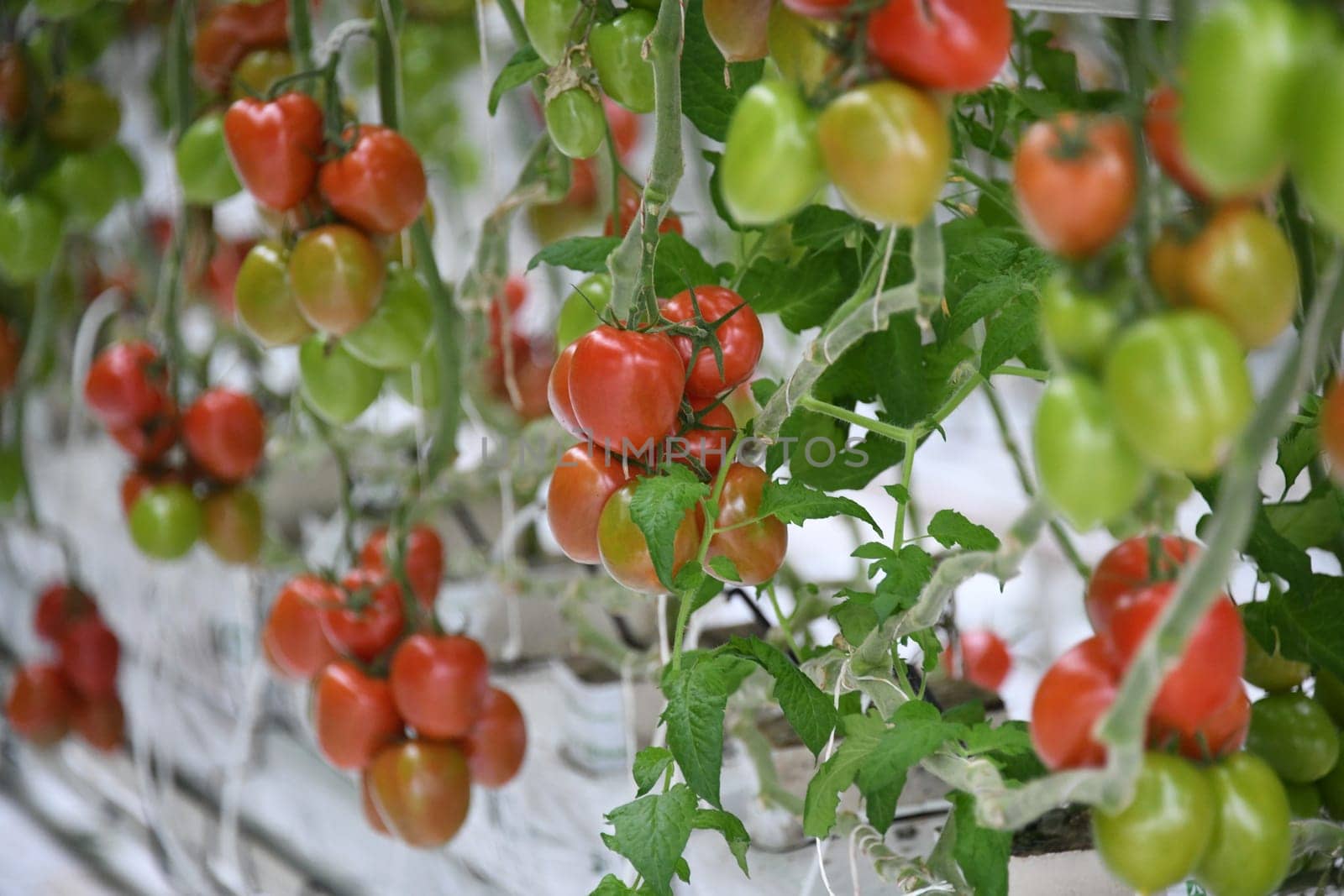 cherry tomatoes tomato green red ripe cultivation plant greenhouse vegan vegetable leaf tomato plant vegan agriculture farming harvest harvesting fresh organic organic farming vegetarian veggie garlic country tomatoes