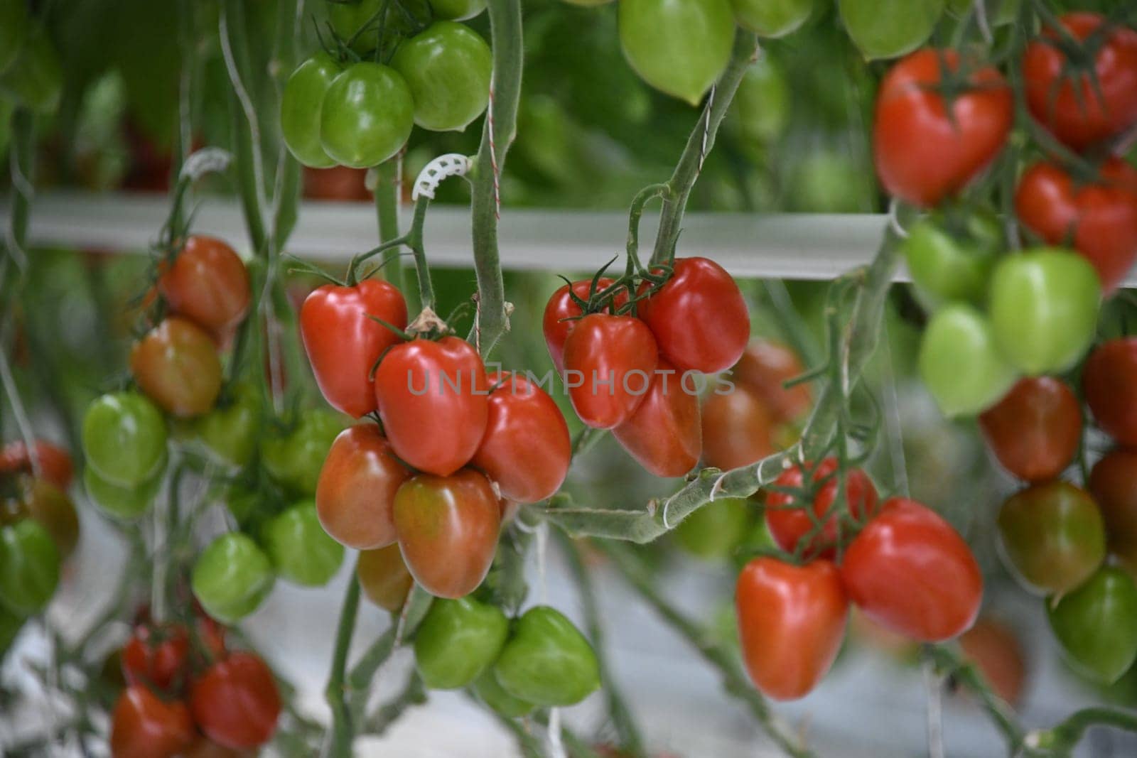 cherry tomatoes tomato green red ripe cultivation plant greenhouse vegan vegetable leaf tomato plant vegan agriculture farming harvest harvesting fresh organic organic farming vegetarian veggie garlic country tomatoes
