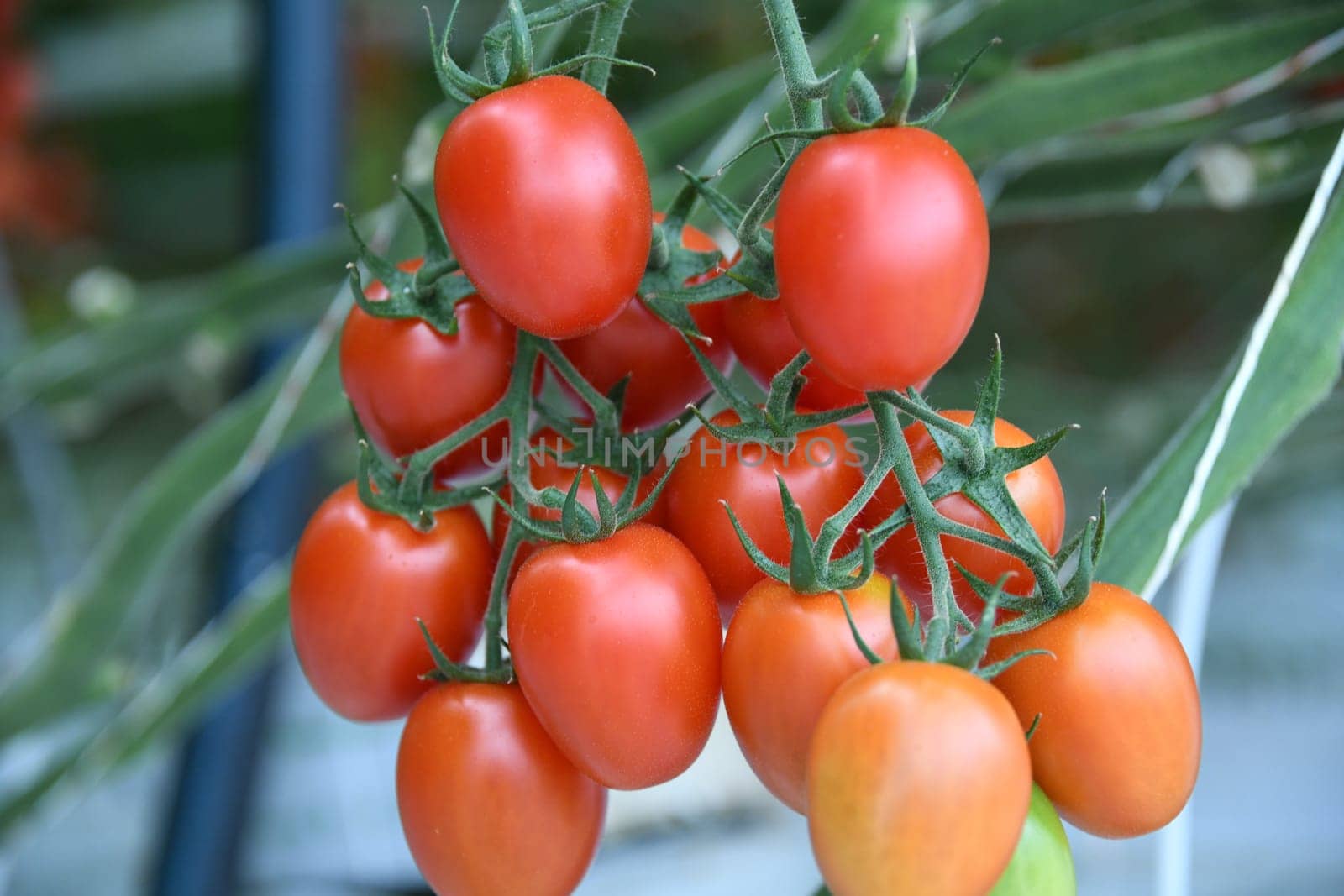 eggs cocktail tomato green red ripe cultivation plant greenhouse vegan vegetable leaf tomato plant vegan agriculture farming harvest harvesting fresh organic organic farming vegetarian veggie garlic land