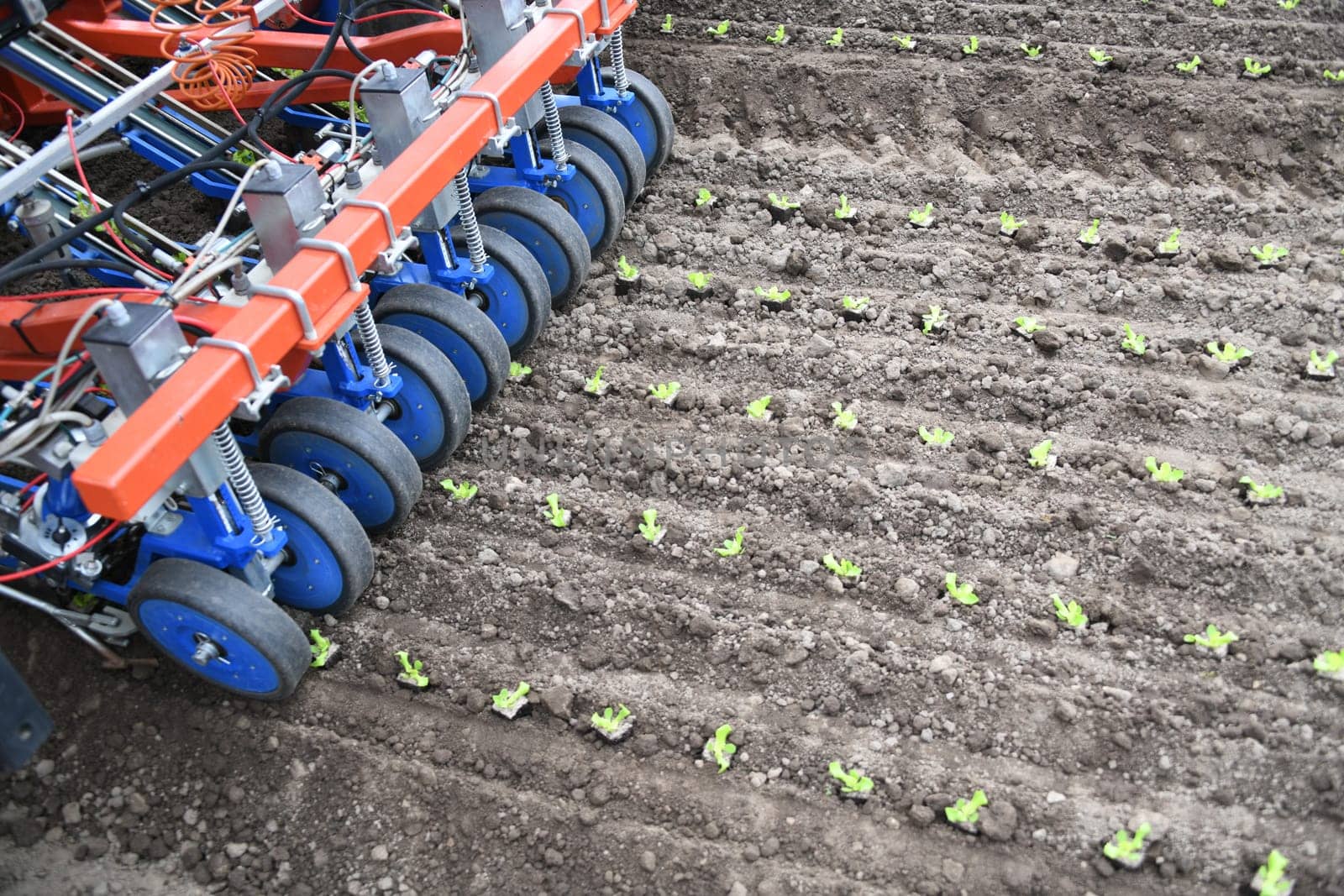Planting machine ribbon planting machine plant plants young plants sowing seeds machine field arable farming organic organic farmer salad zyer planting distance. 3000 plants can be planted per hour