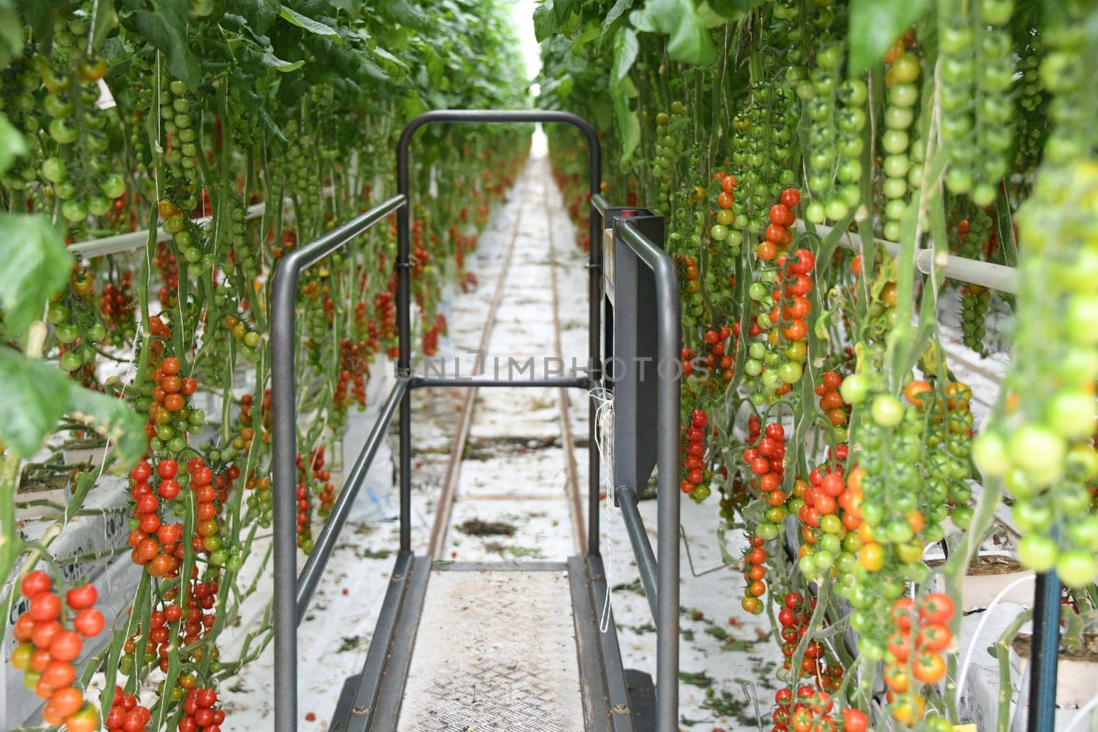 harvest cart tomatoes green red ripe cultivation plant greenhouse vegan vegetable leaf tomato plant vegan agriculture farming harvest harvesting fresh organic organic farming vegetarian veggie garlic country tomatoes