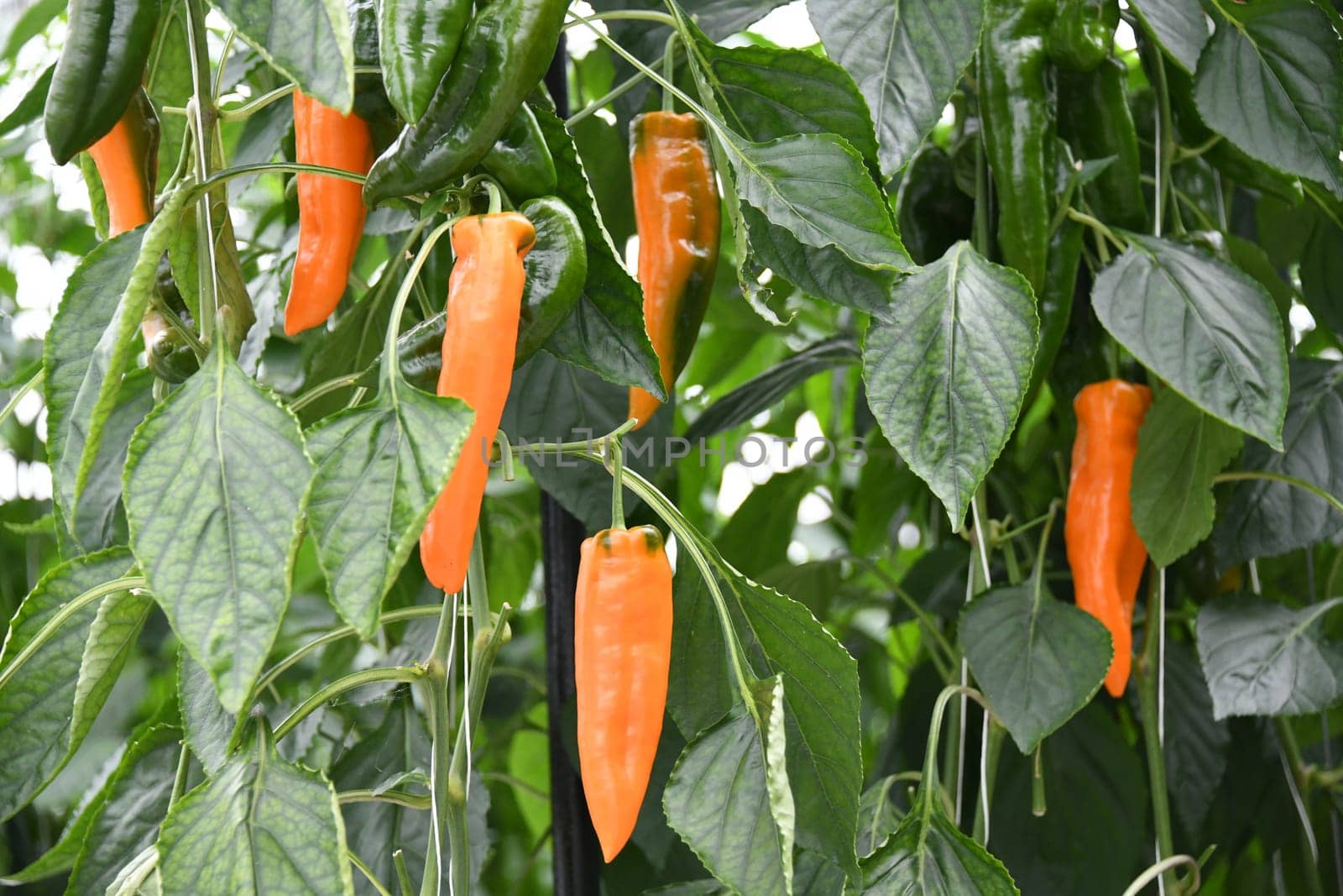 Paprika pointed pepper red cultivation plant greenhouse vegetable leaf hot pepper plant pollinate agriculture farming harvest harvesting fresh organic organic farming vegetarian veggie garlic country