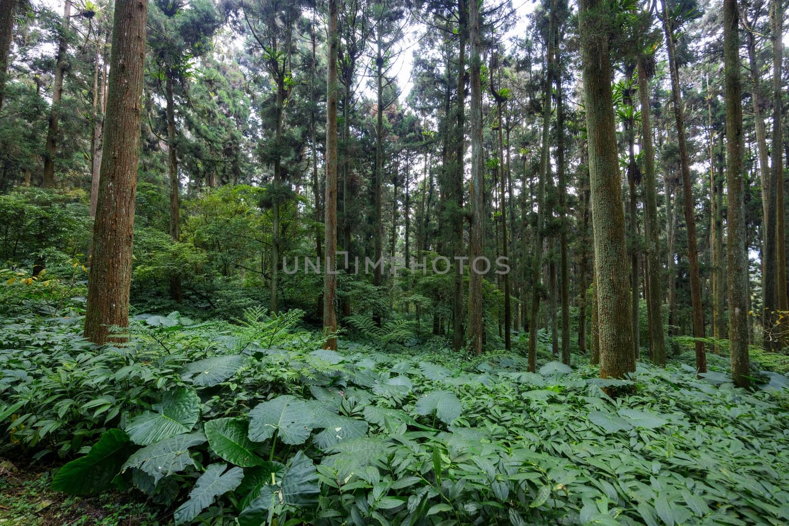 Tropical rainforest landscape in taiwan