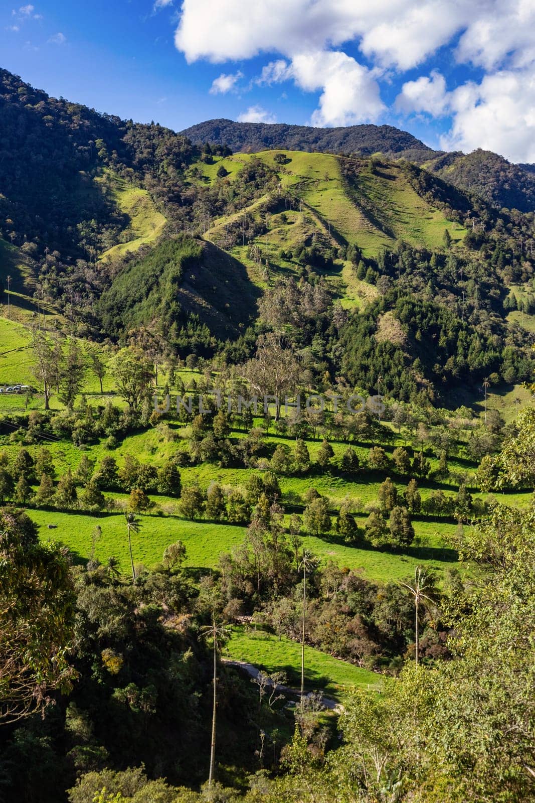 Andean wax palms, Ceroxylon, genus of plants in family Arecaceae. Nature landscape of tall wax palm trees in Valle del Cocora Valley. Salento, Quindio department. Colombia mountains landscape.