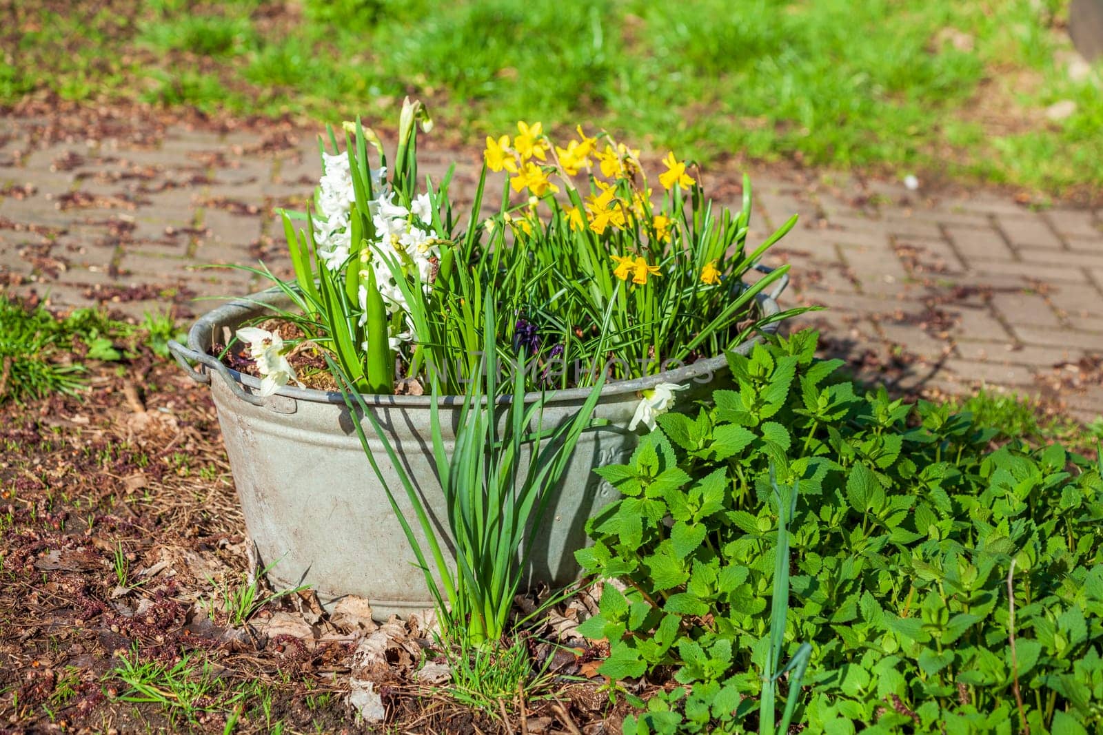Old metal tub with flowers, Germany