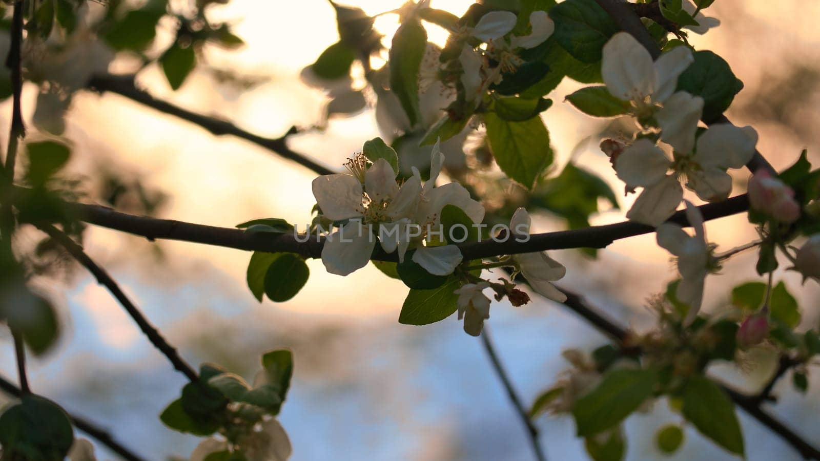 Apple blossoms on the branch of an apple tree. Fruit tree with buds and white-purple petals. Evening mood with warm light. Photo from agriculture