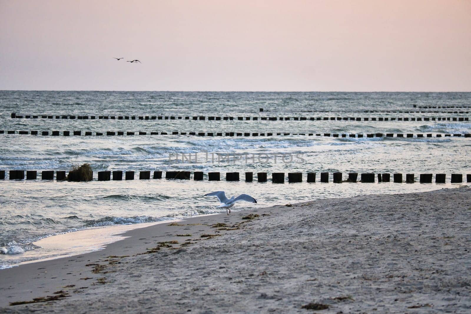 Seagull flying on the beach of the Baltic Sea. Groynes reach into the sea. Coastal picture