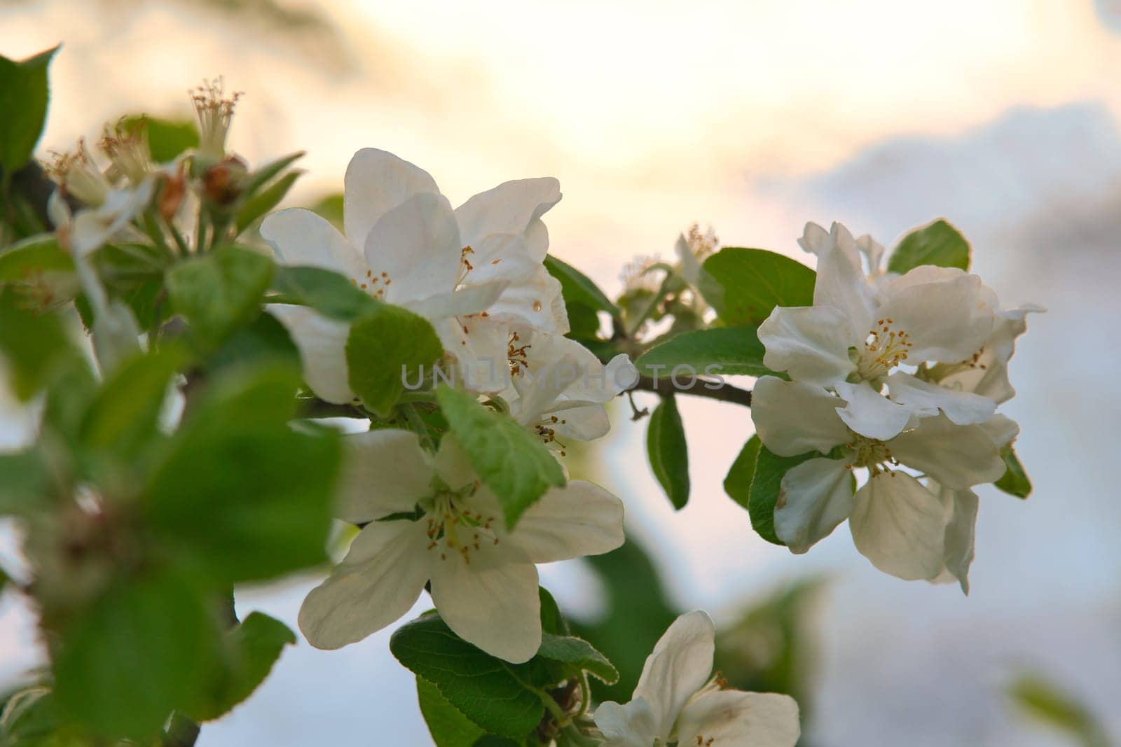 Apple blossoms on the branch of an apple tree. Fruit tree with buds and white-purple petals. Evening mood with warm light. Photo from agriculture