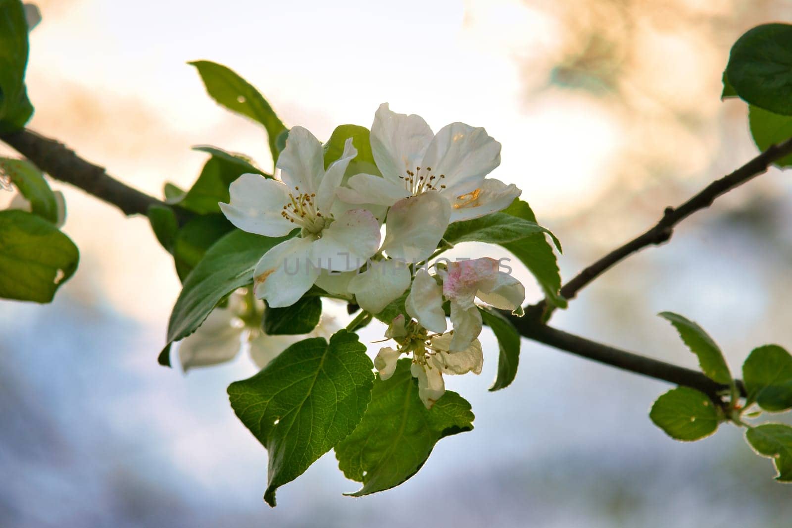 Apple blossoms on the branch of an apple tree. Fruit tree with buds and white-purple petals. Evening mood with warm light. Photo from agriculture