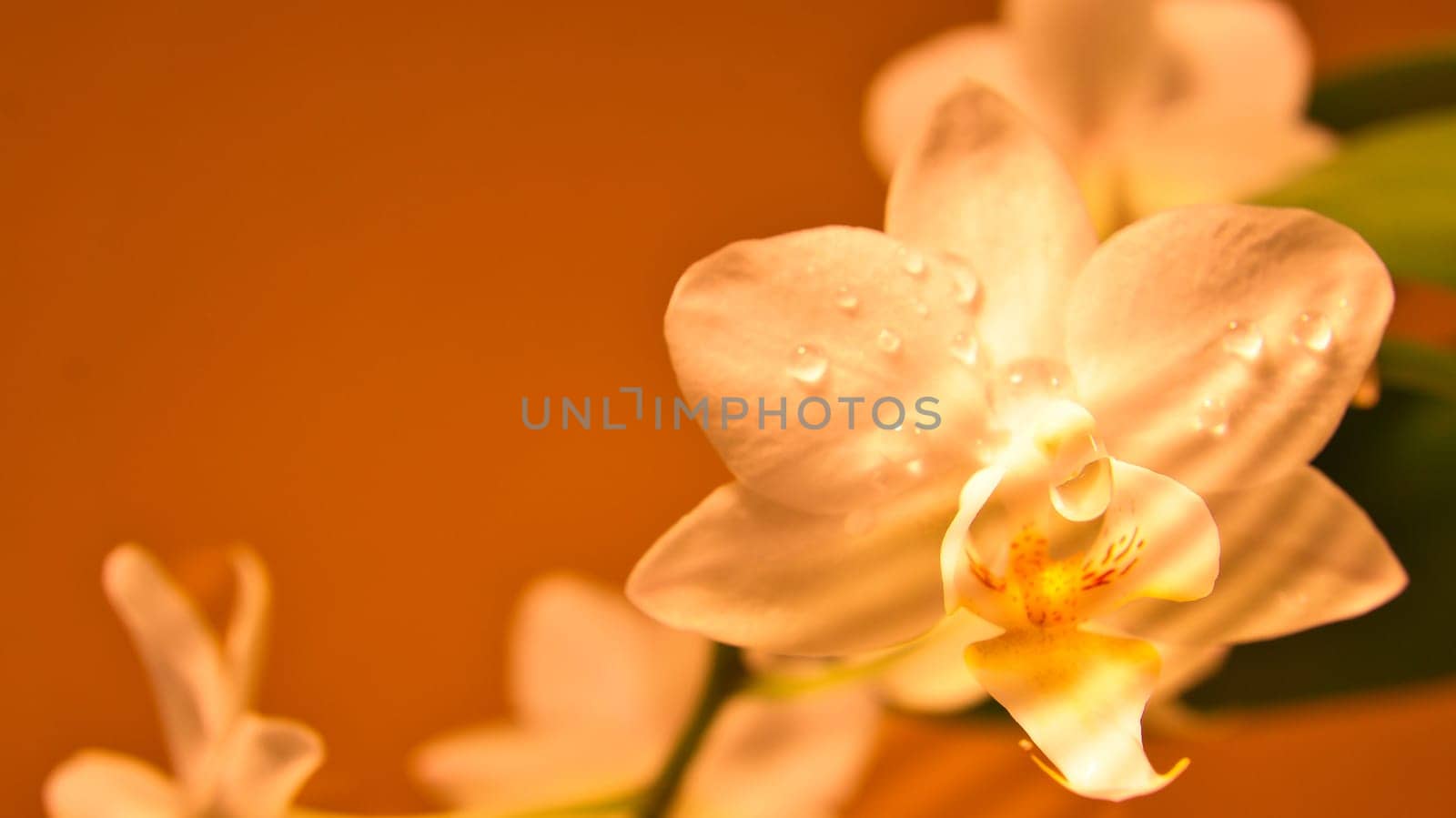 Orchid with dewdrops on the petals. Orchid stem with flowers against a beautiful background. Flower photo of an exotic plant