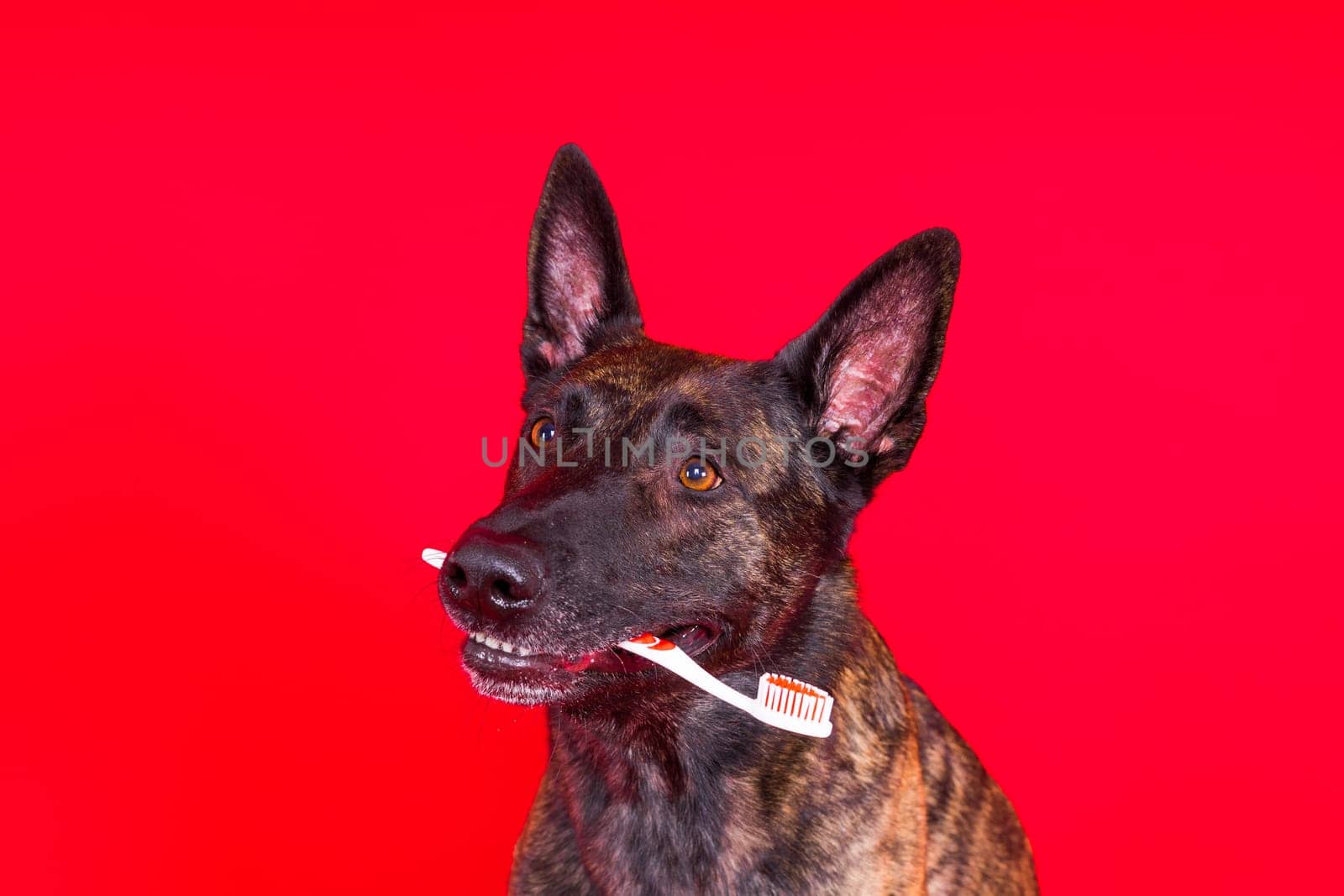Dog holding toothbrush in his teeth on a clean red yellow background