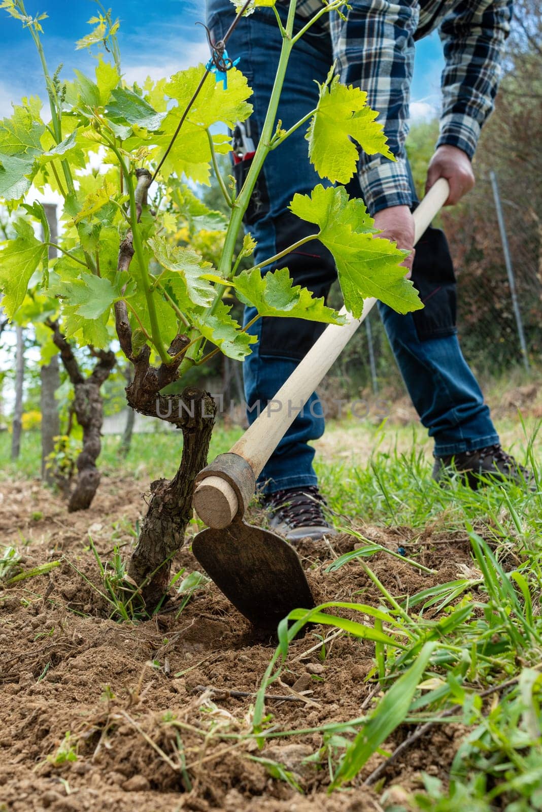 Farmer with hoe works the land in the vineyard. Agricultural industry, winery.