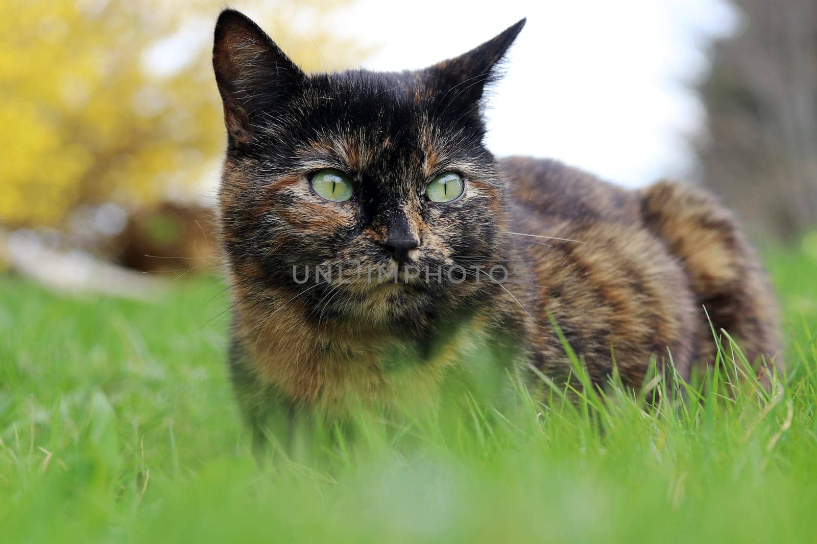 A pretty young tricolored cat lies relaxed in the grass