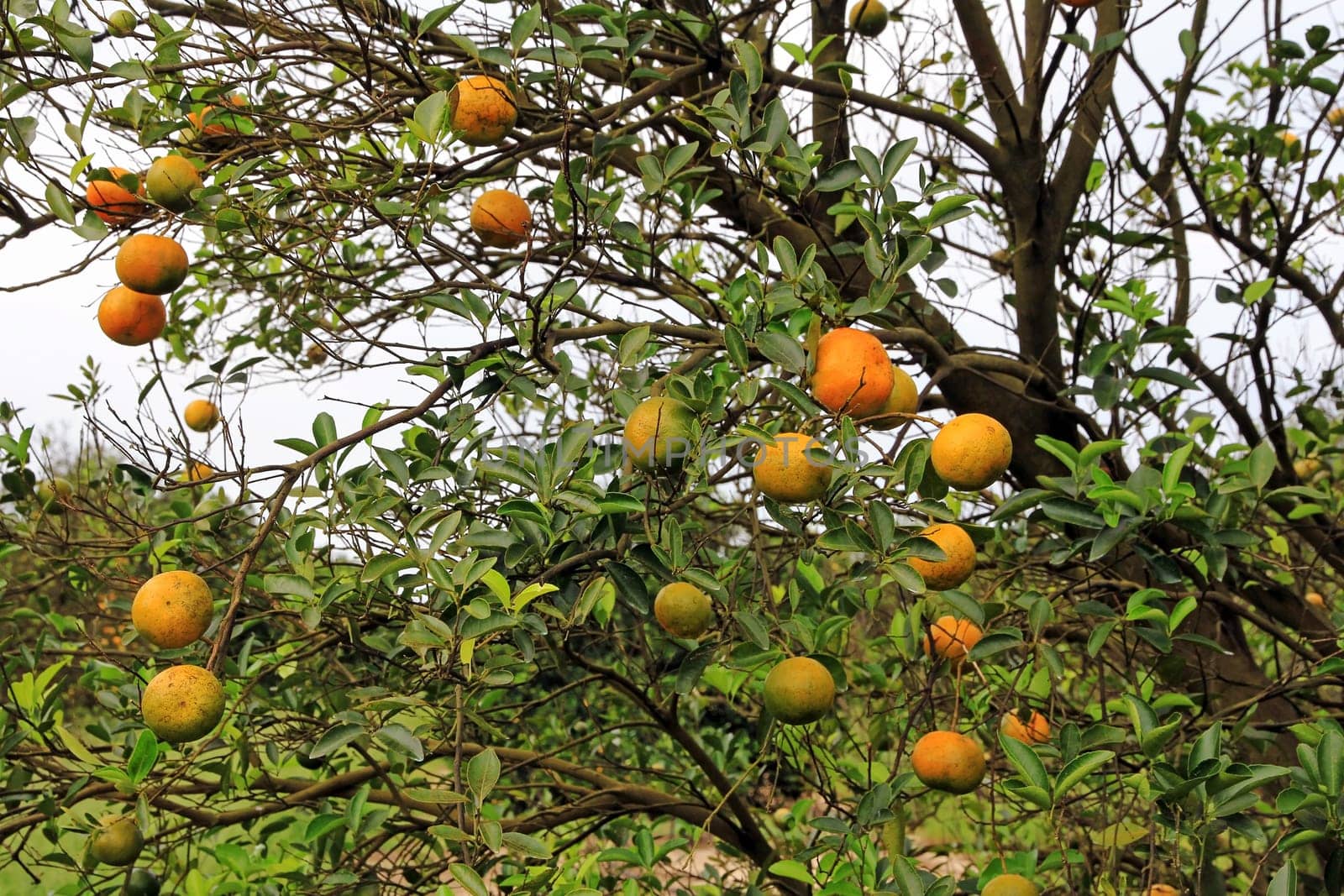 Ripe and unripe oranges on a tree in Florida