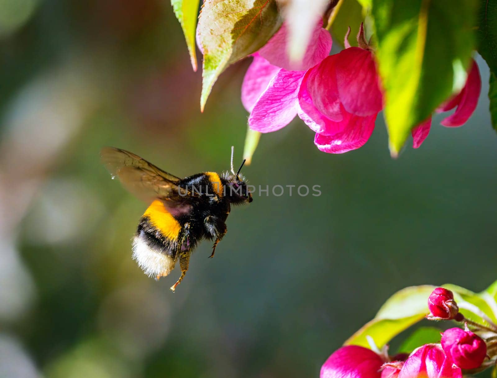 Macro of a bumblebee flying to a pink apple blossom