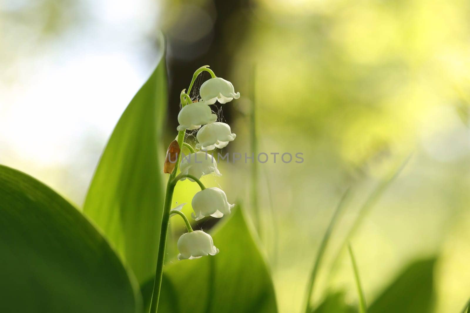 Lily of the valley in the forest