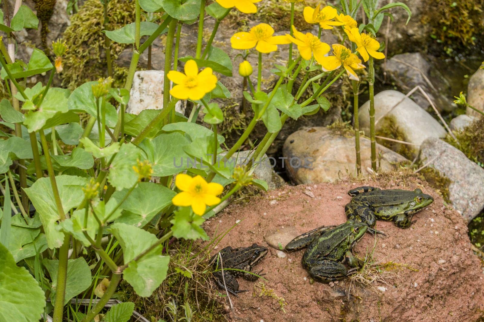 drei Teichfrösche (Pelophylax esculentus) am Gartenteich