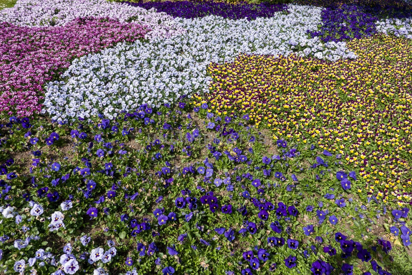 Frühlingsbeet  mit Garten-Stiefmütterchen (Viola ×wittrockiana) im Kurpark, Niedersachsen, Deutschland, Bad Bevensen