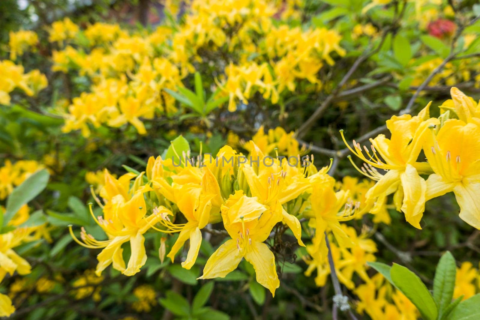 Gelb blühende Azalee (Rhododendron luteum)