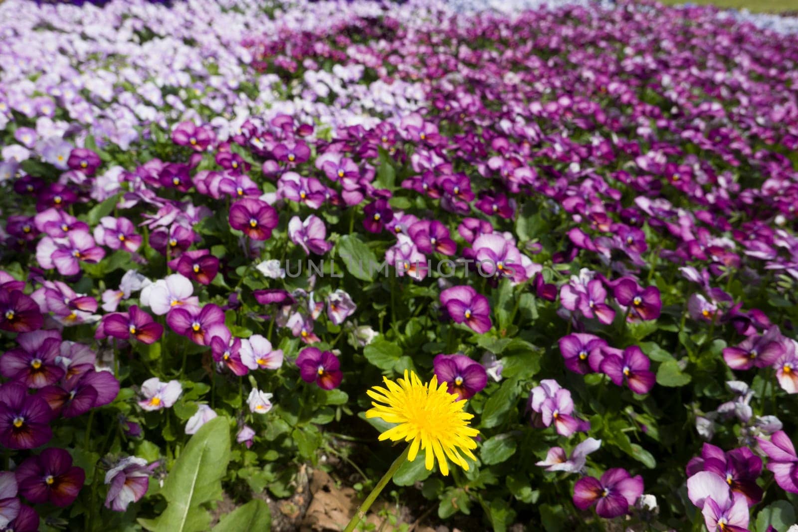Frühlingsbeet  mit Garten-Stiefmütterchen (Viola × wittrockiana) im Kurpark, Niedersachsen, Deutschland, Bad Bevensen