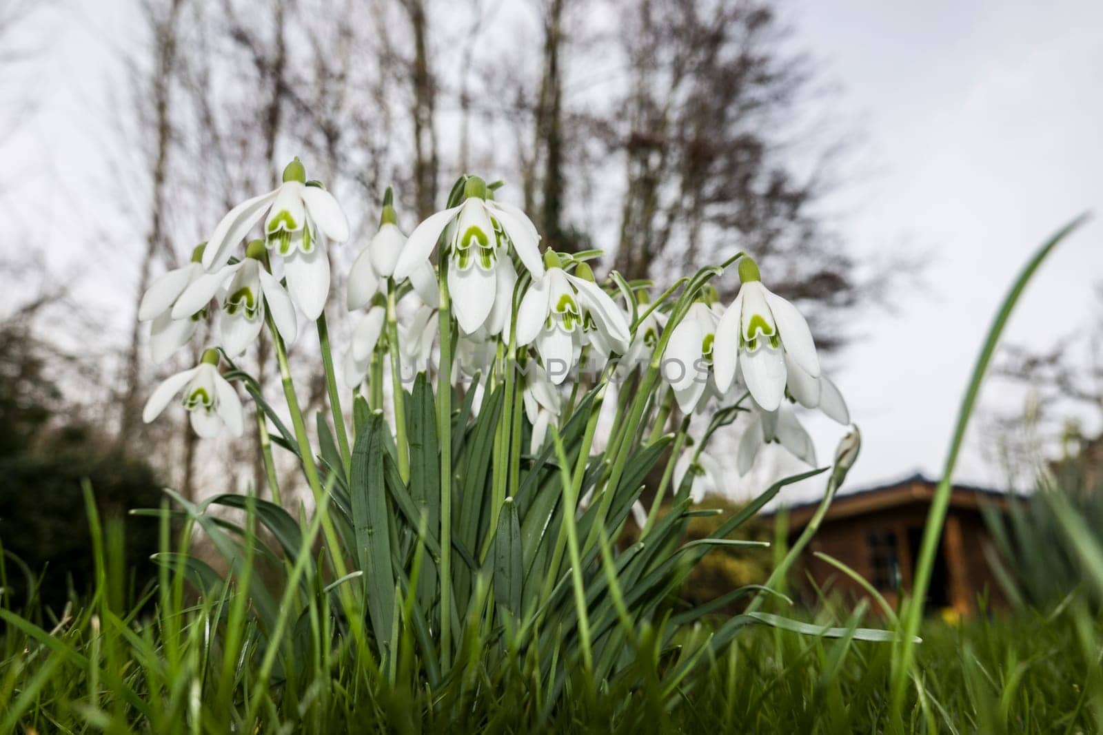 Kleines Schneeglöckchen (Galanthus nivalis), auch Gewöhnliches Schneeglöckchen