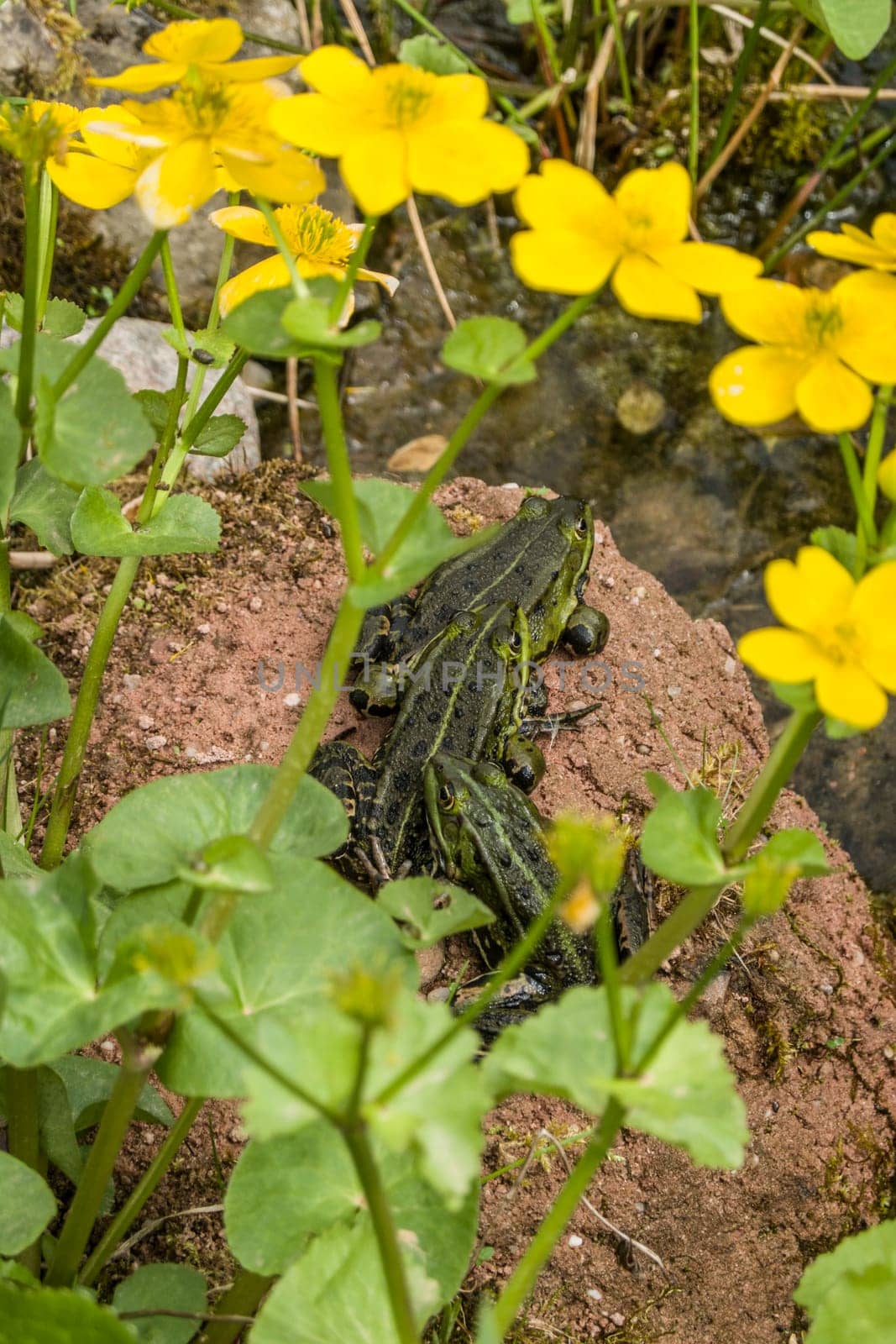 drei Teichfrösche (Pelophylax esculentus) am Gartenteich