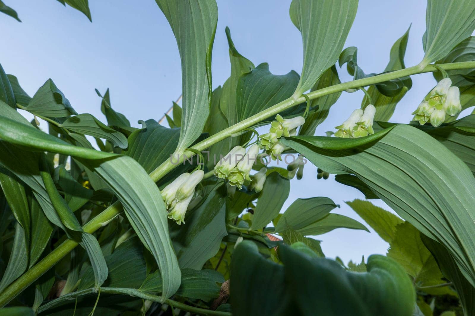 Vielblütige Weißwurz (Polygonatum multiflorum, Syn. Convallaria multiflora)