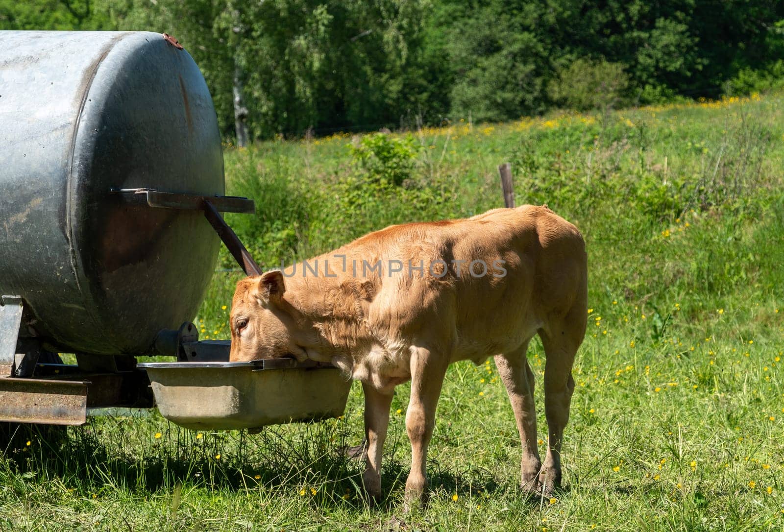 a brown calf drinks from the water trough