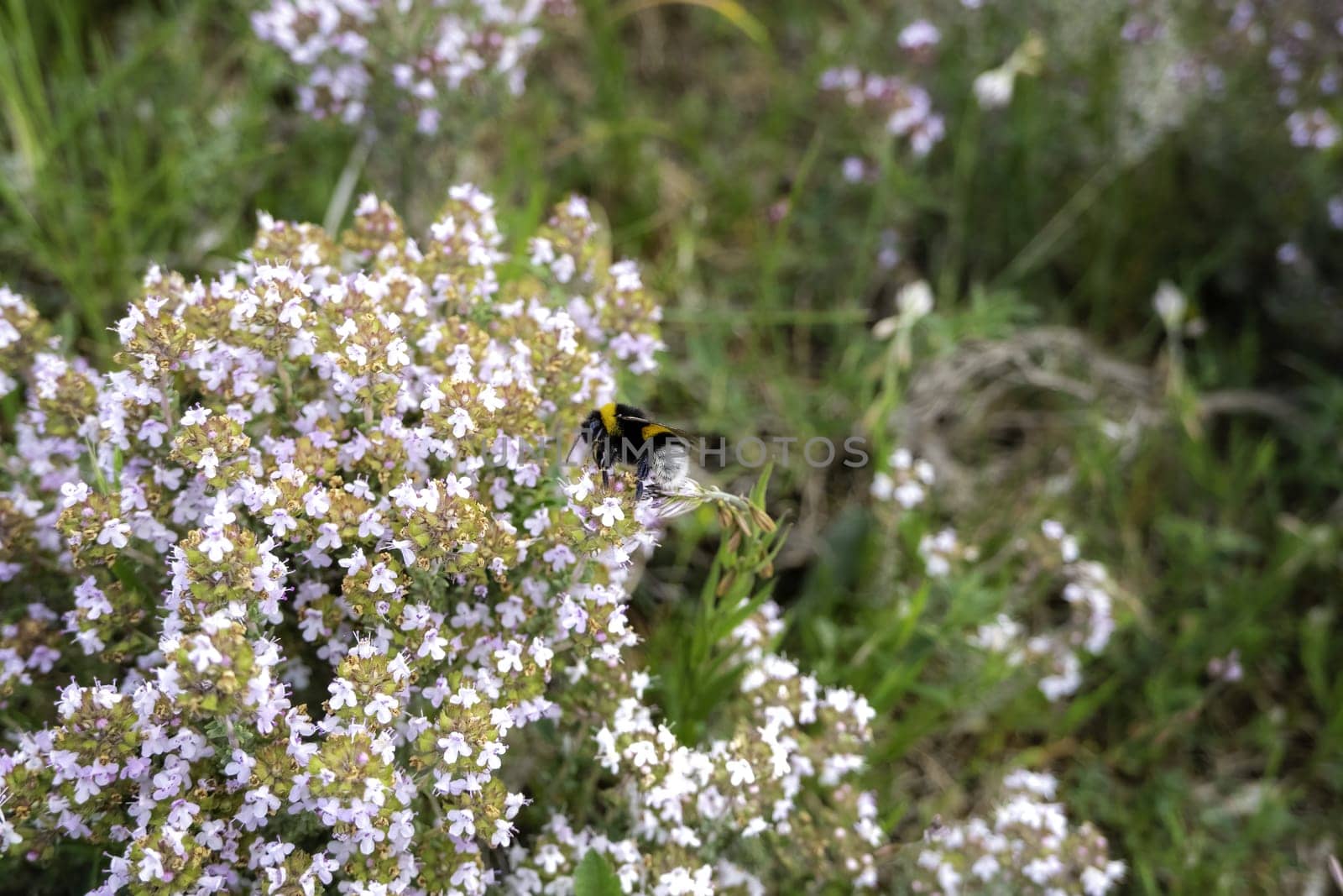 Detail of insect pollinating flowers in the field