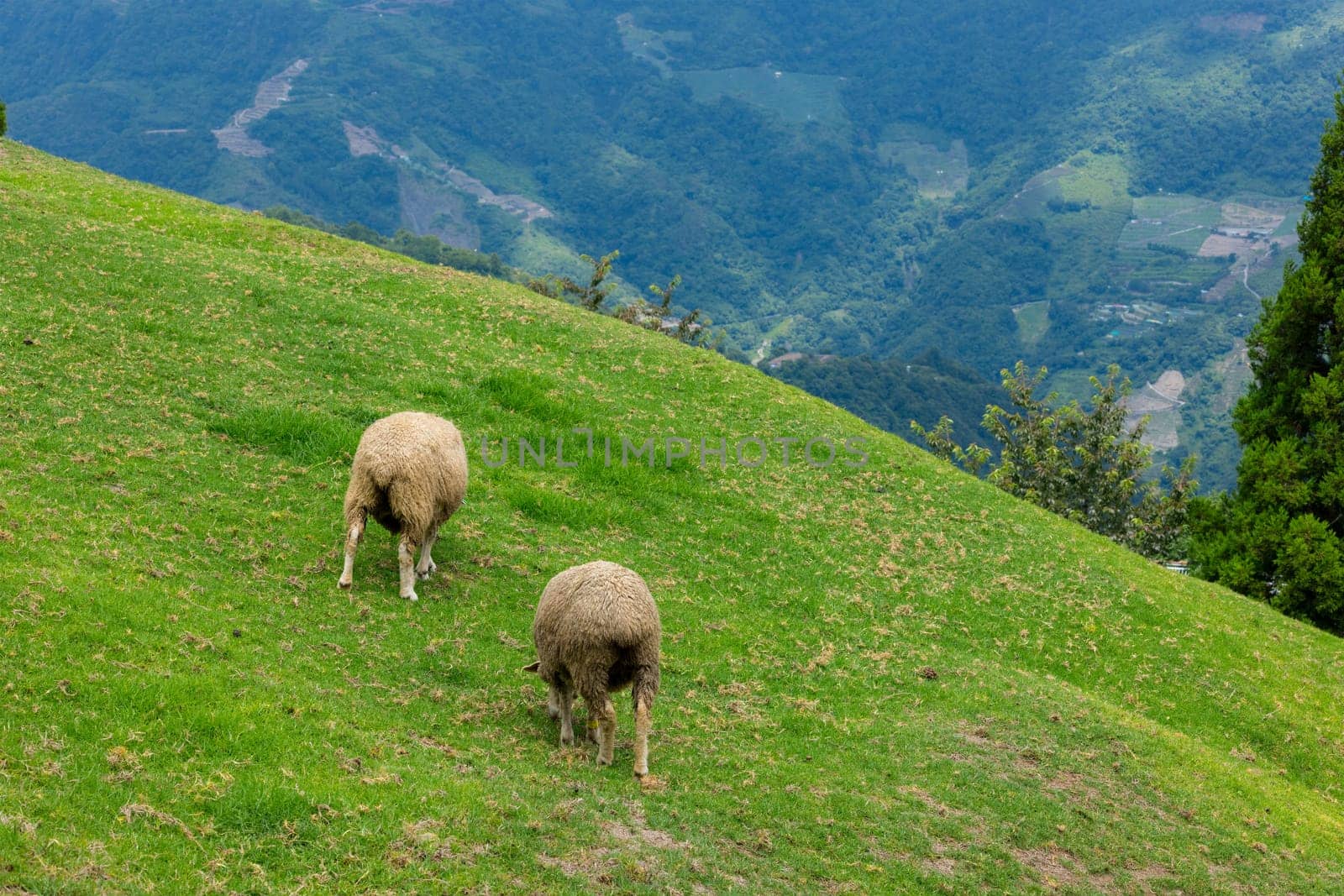 Sheeps grazing in Qingjing farm at Taichung of Nantou