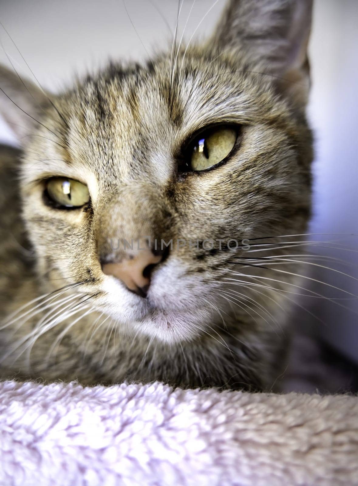 Detail of domestic animals abandoned in the street, animal abuse
