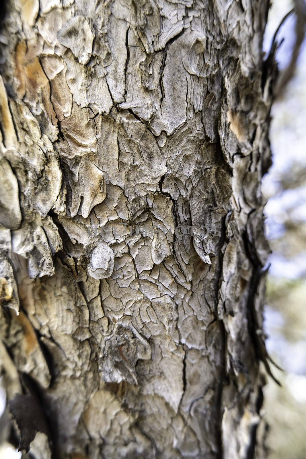 Detail of dry tree bark in a forest, nature