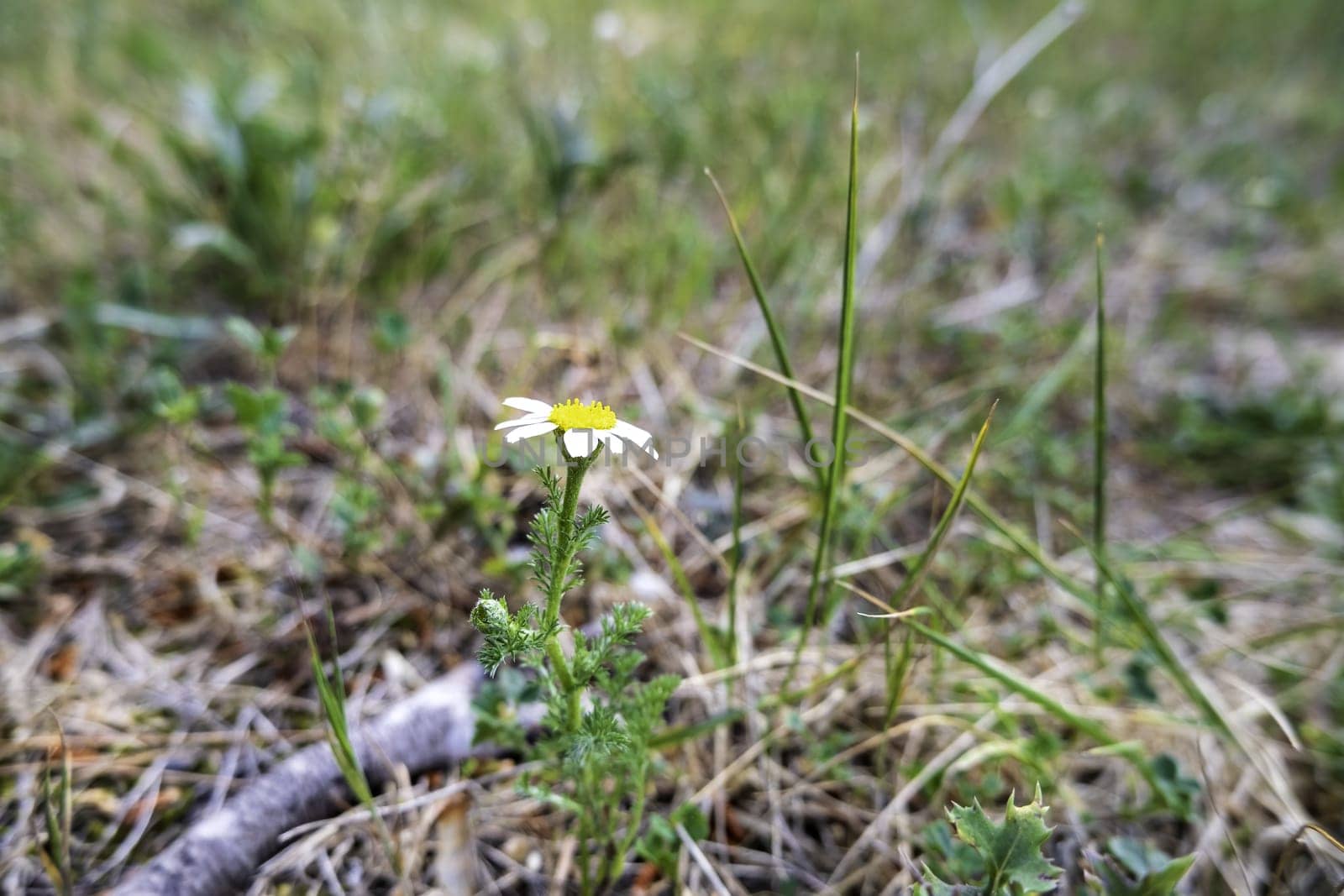Detail of wild white flowers in nature