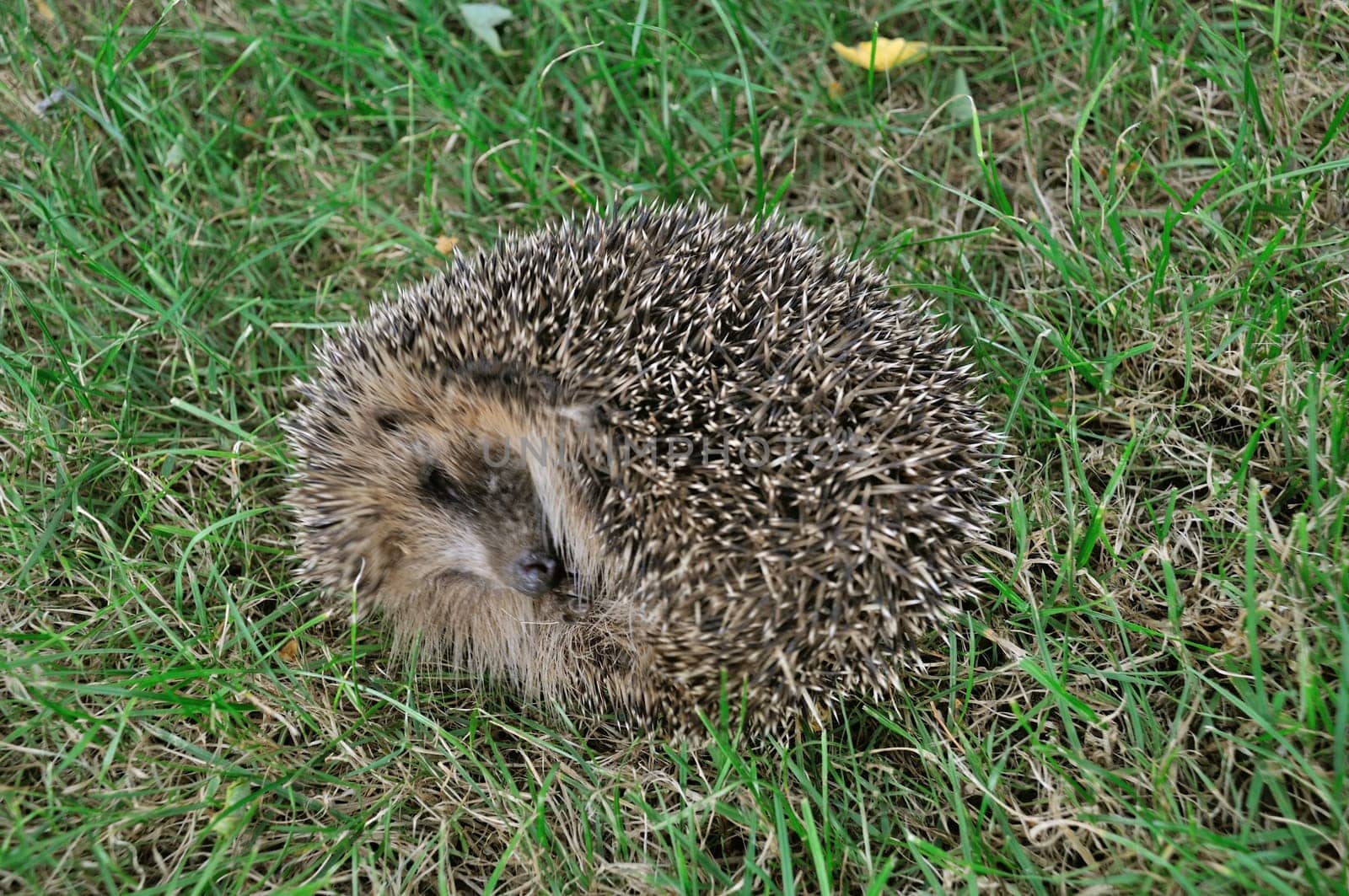 Hedgehog in a meadow