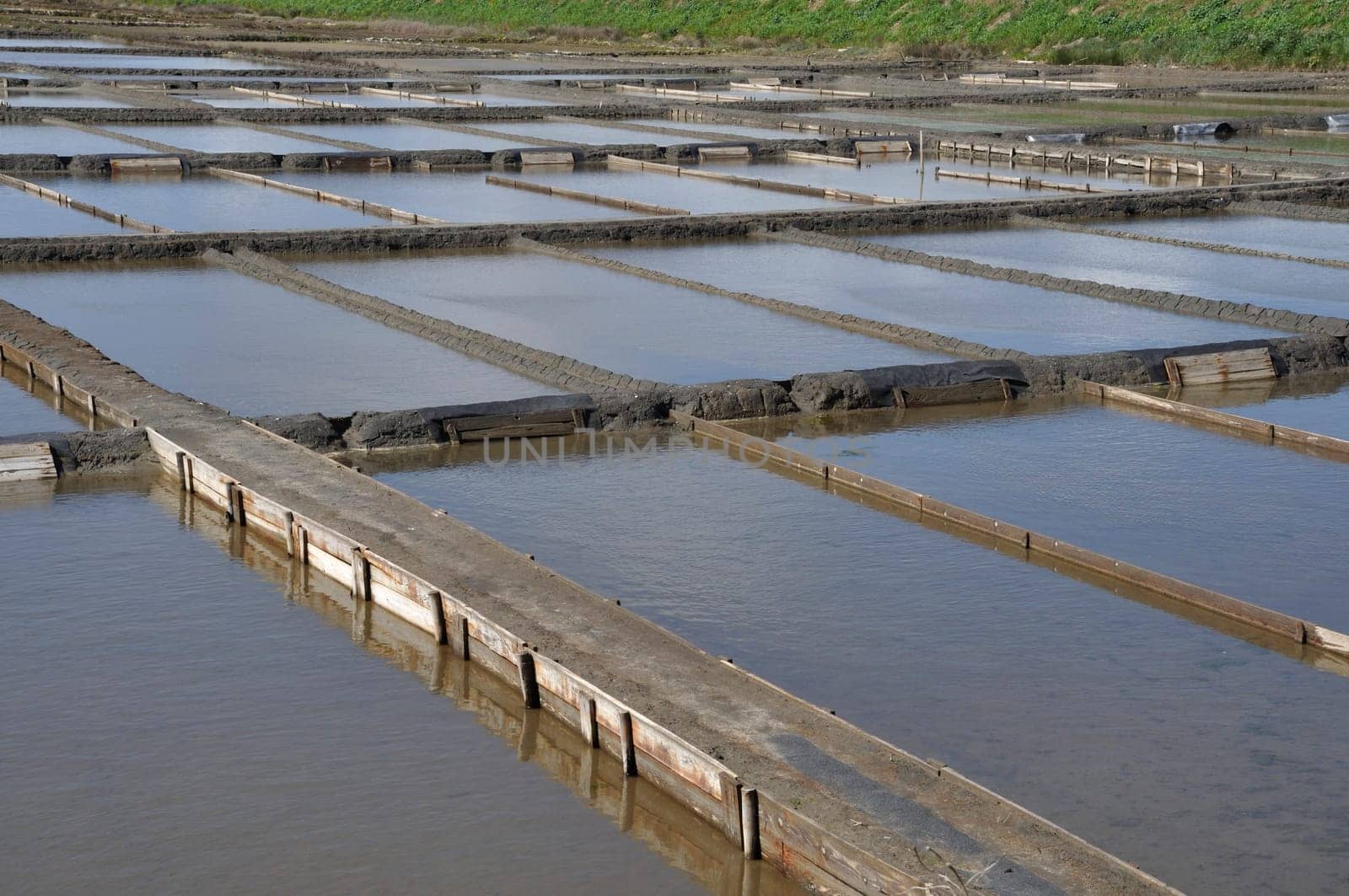 Aveiro salt marshes in Portugal