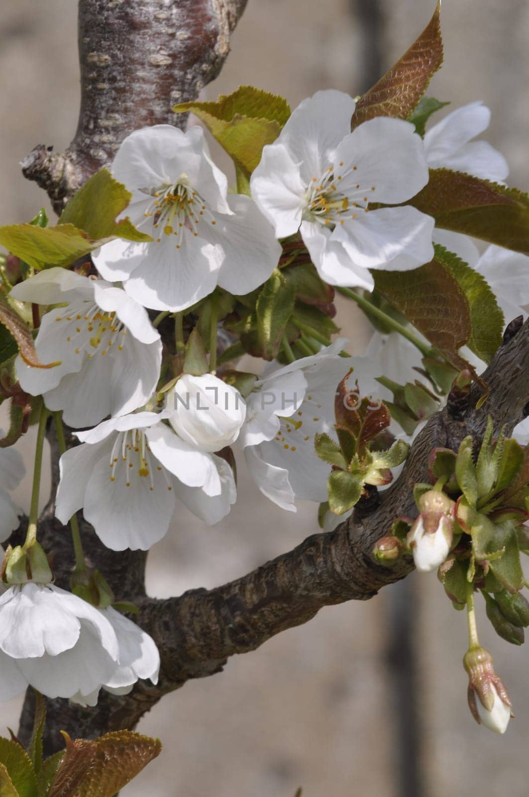 Cherry blossom in Brittany